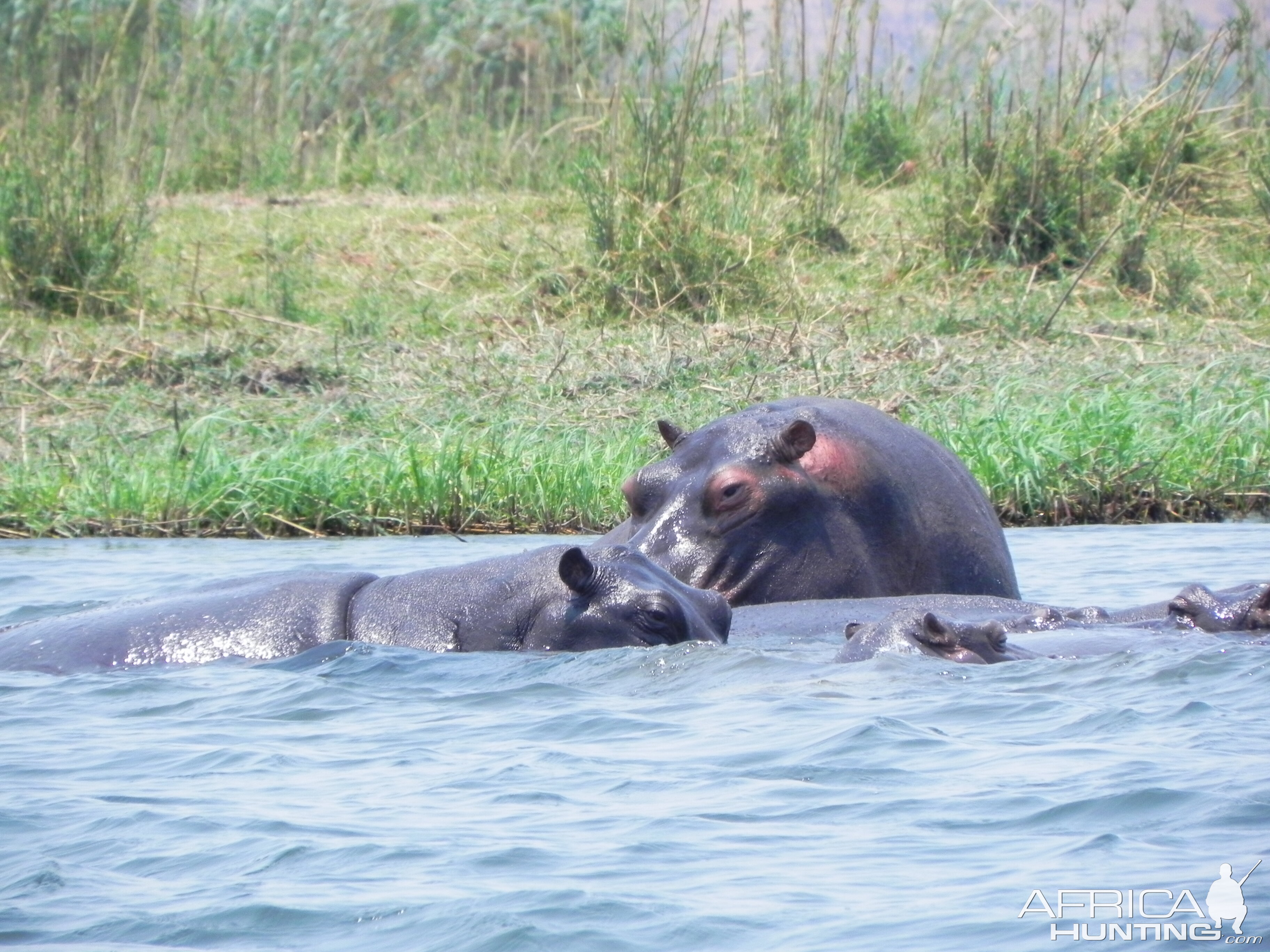 Hippo Caprivi Namibia