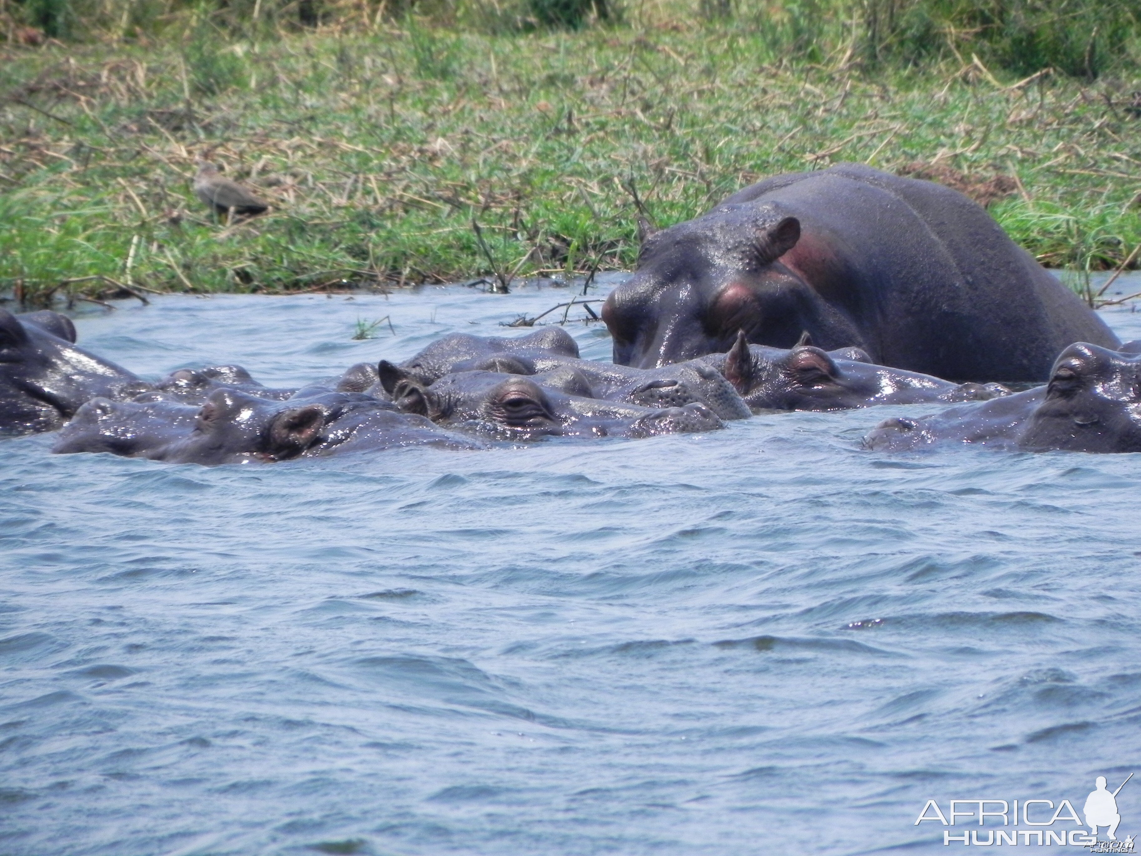 Hippo Caprivi Namibia