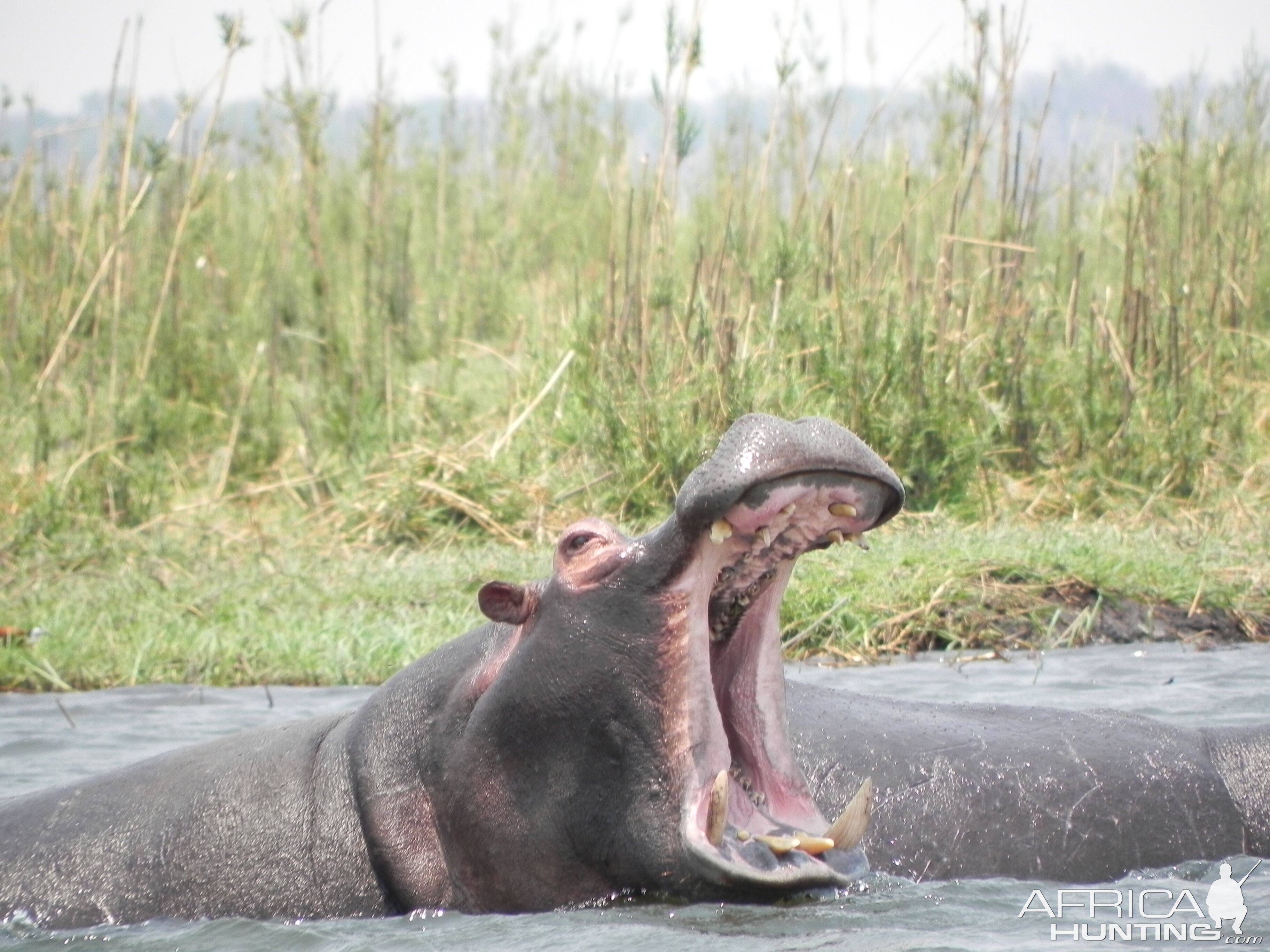 Hippo Caprivi Namibia