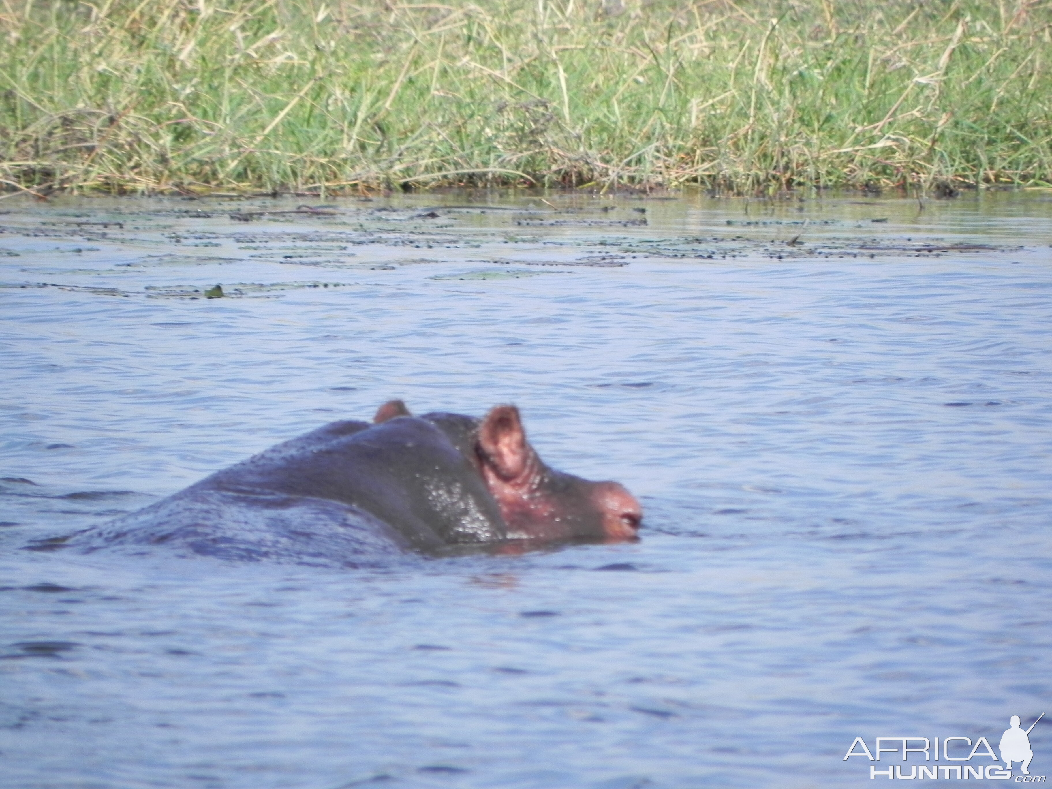 Hippo Caprivi Namibia