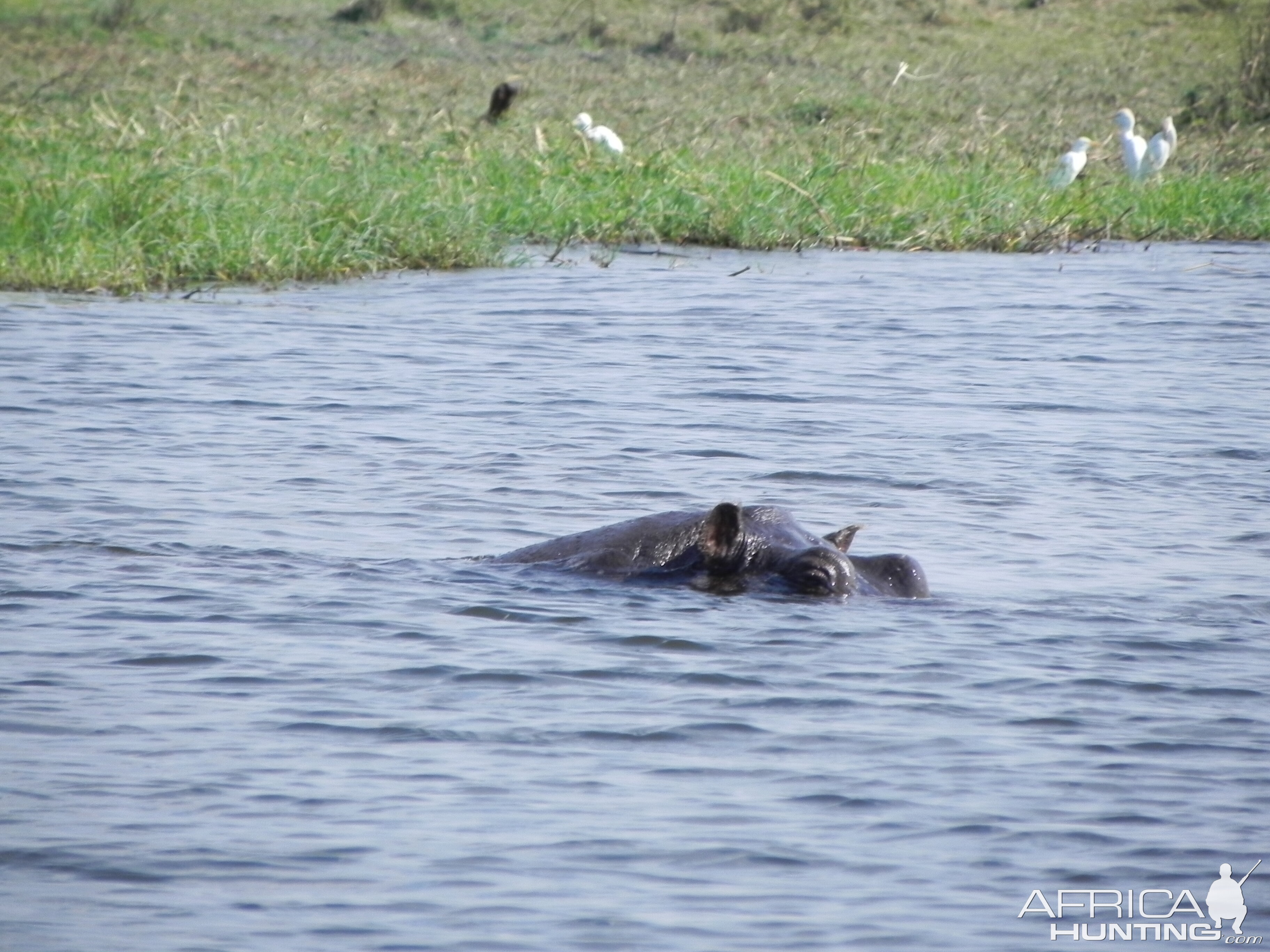 Hippo Caprivi Namibia