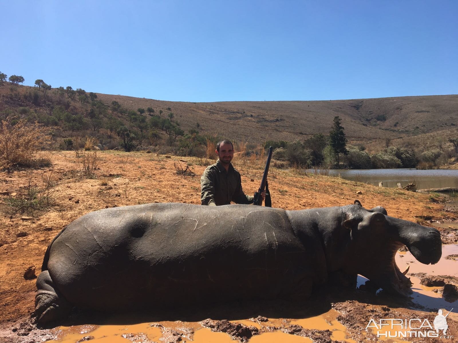 Hippo from South Africa