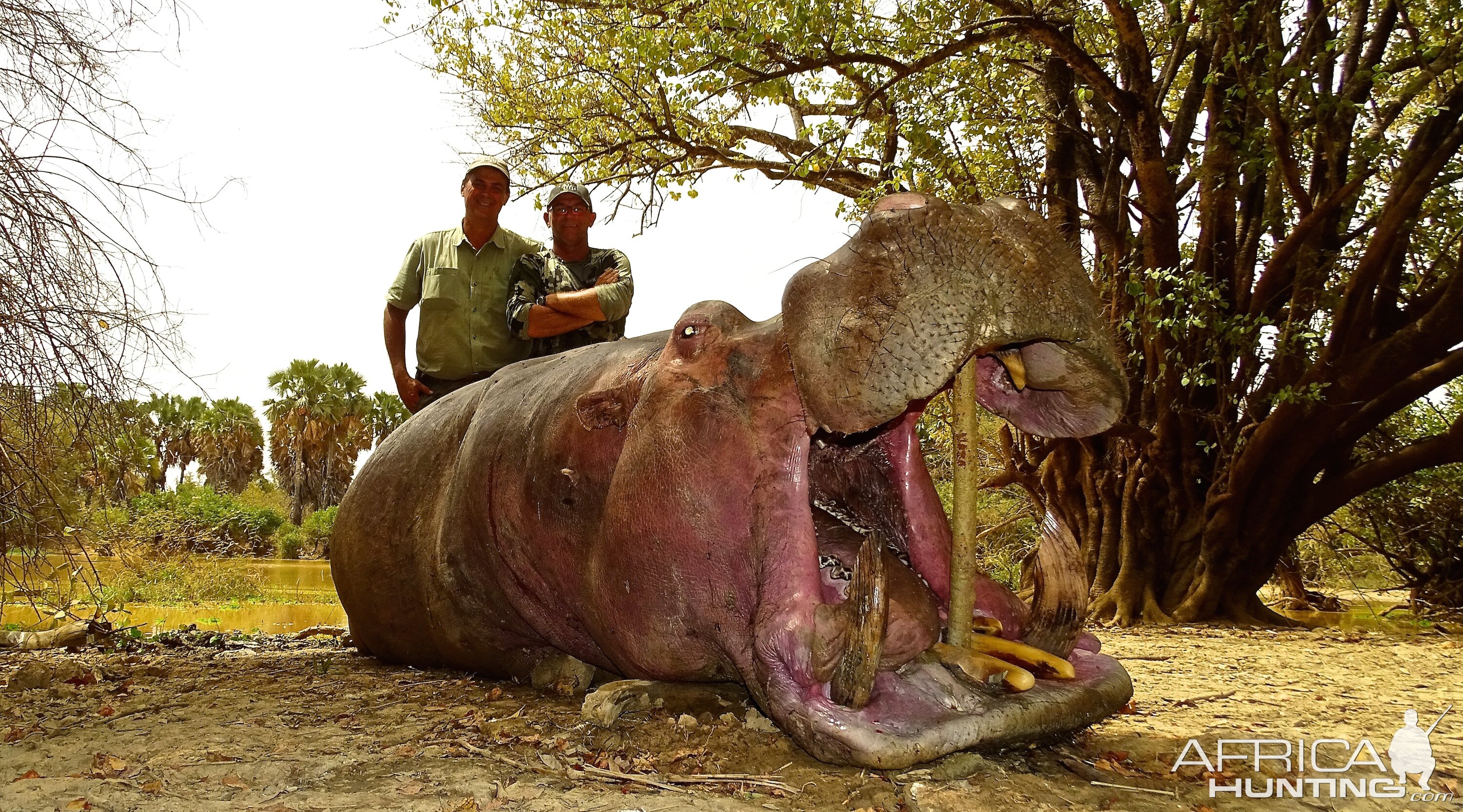 Hippo Hunt In Benin