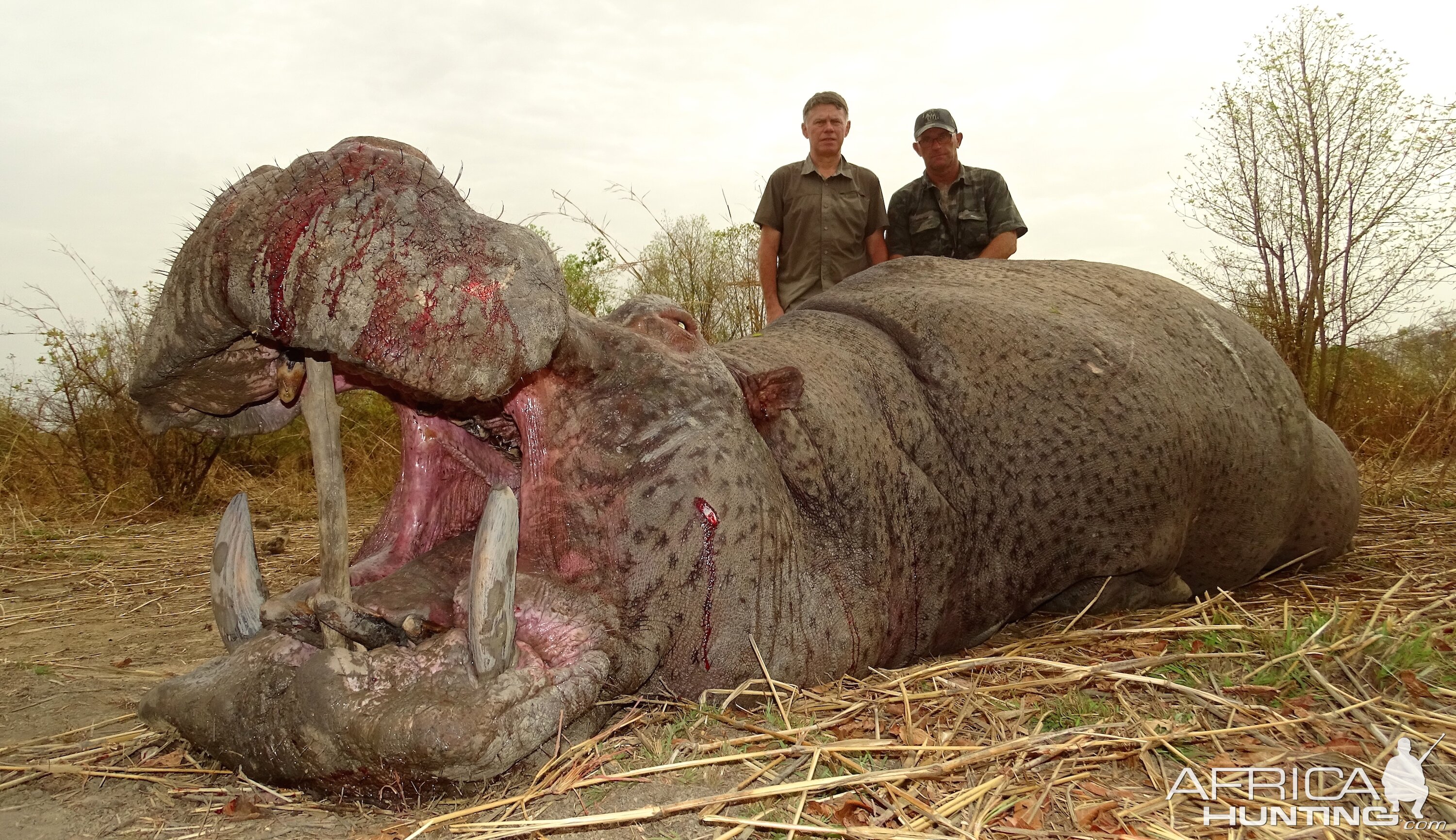 Hippo Hunt In Benin