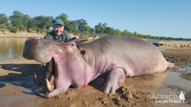 Hippo Hunt In South Africa