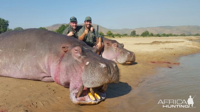 Hippo Hunt In South Africa