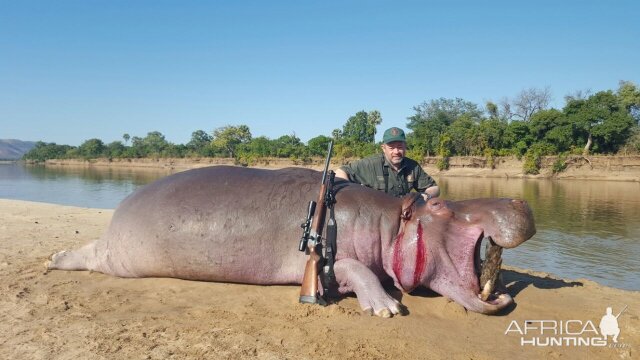 Hippo Hunt In South Africa