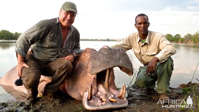 Hippo Hunt In Tanzania