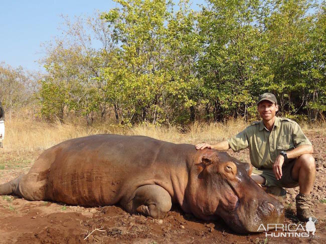 Hippo Hunt In Zimbabwe