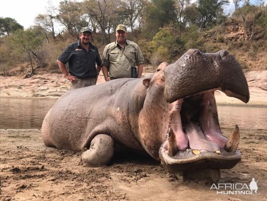 Hippo Hunt In Zimbabwe