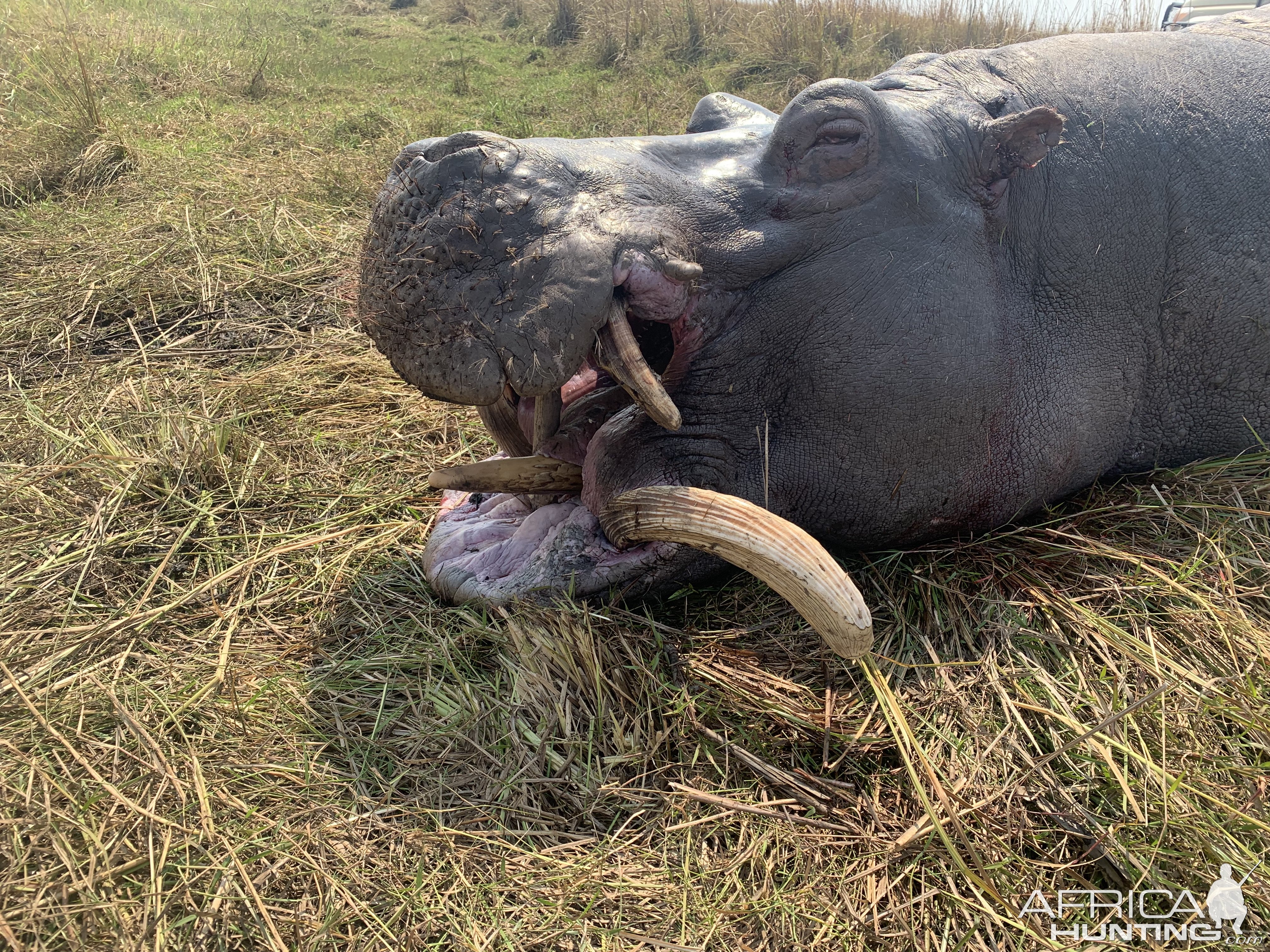 Hippo Hunt Namibia