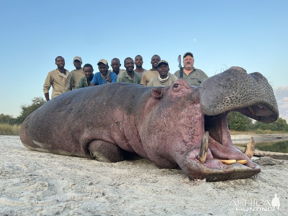 Hippo Hunt Namibia