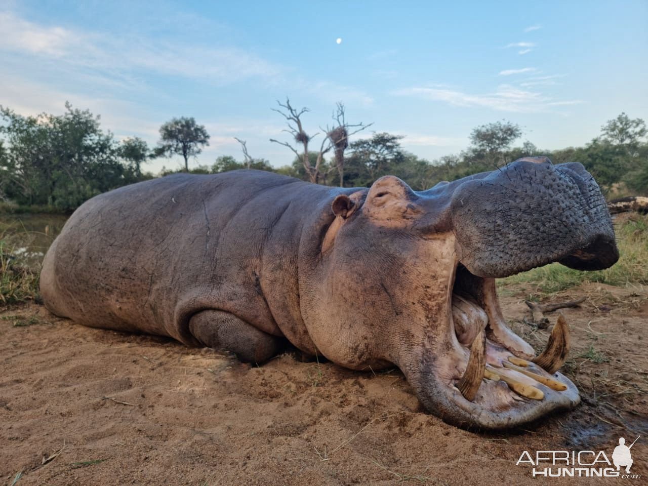 Hippo Hunt South Africa