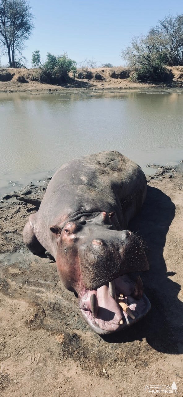 Hippo Hunt South Africa