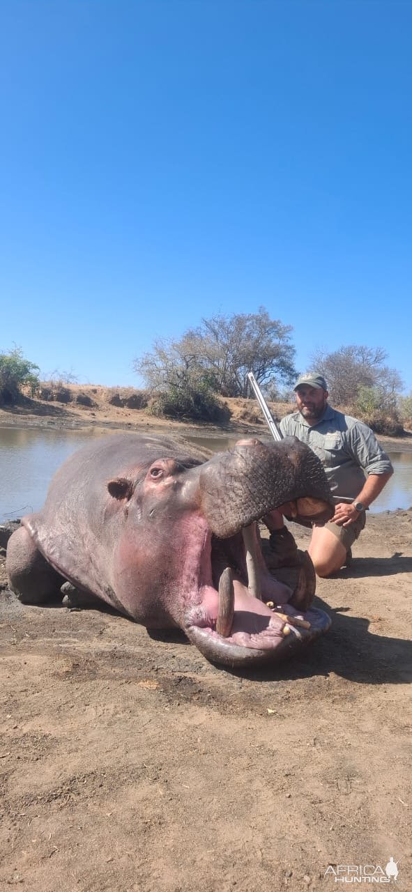 Hippo Hunt South Africa