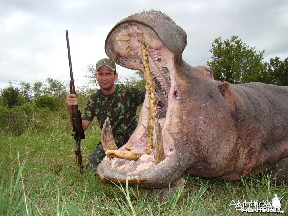 Hippo hunt with Leeukop Safaris