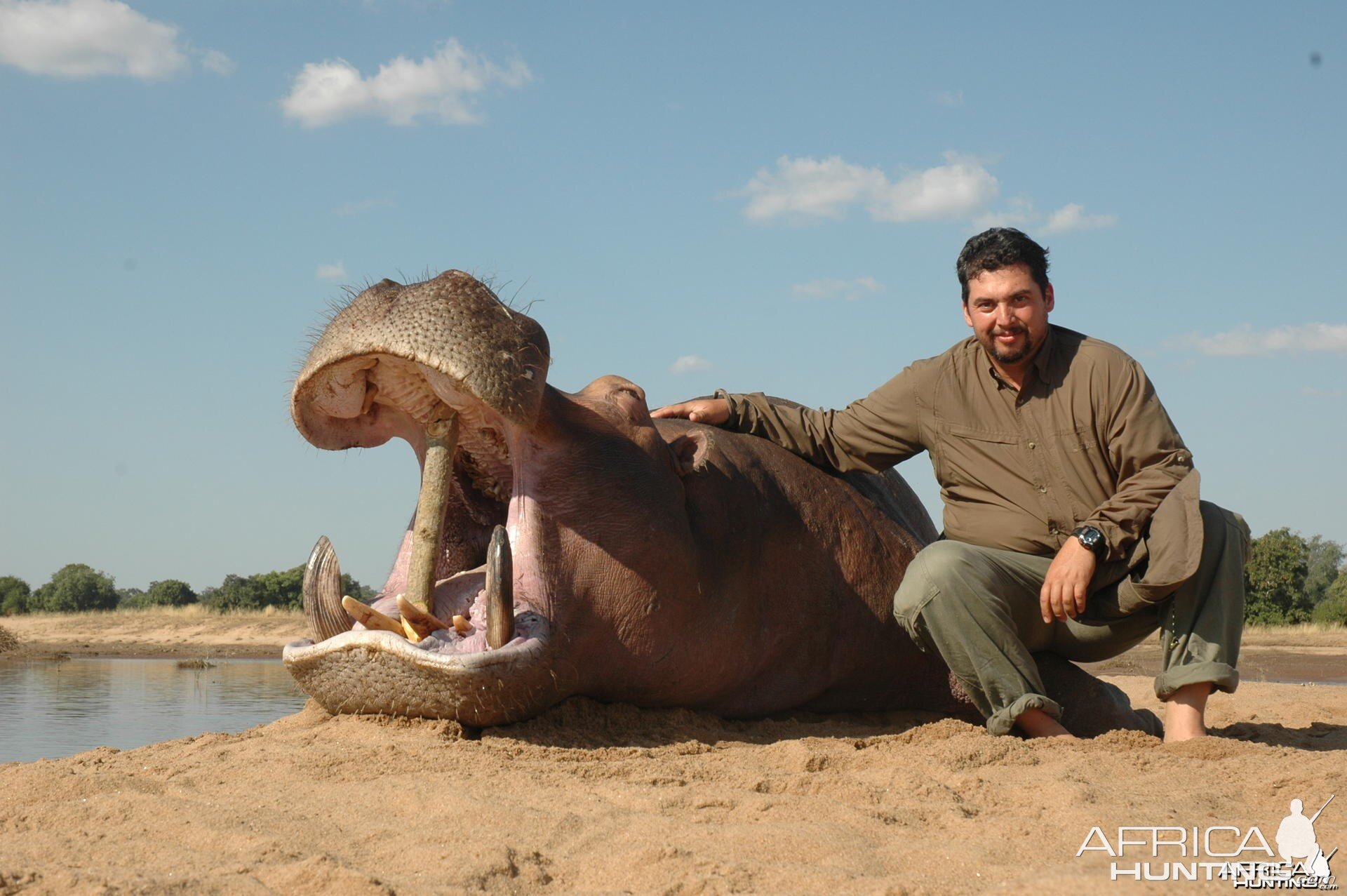 Hippo hunted in Zimbabwe