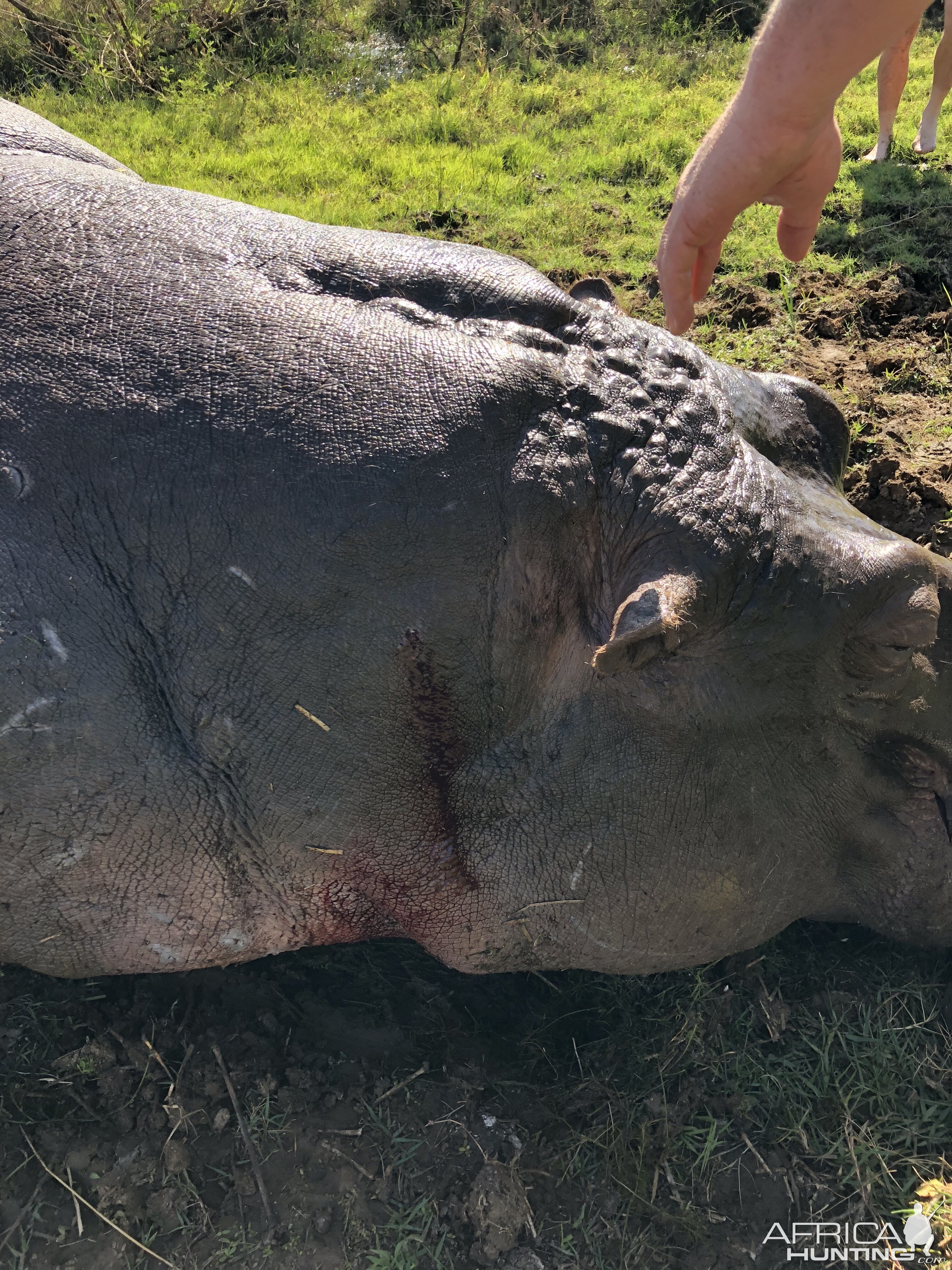 Hippo Hunting in South Africa