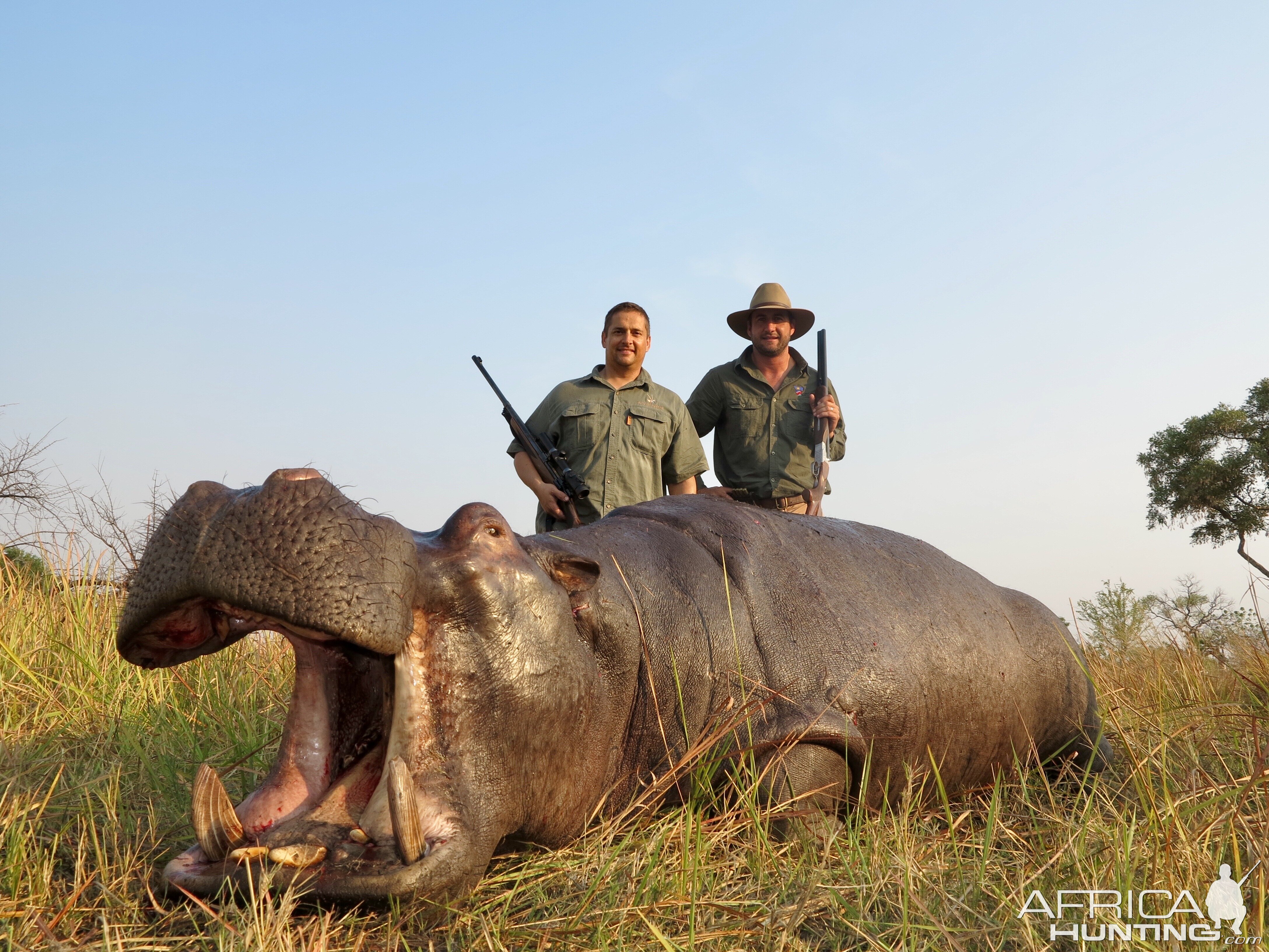 Hippo Hunting Namibia