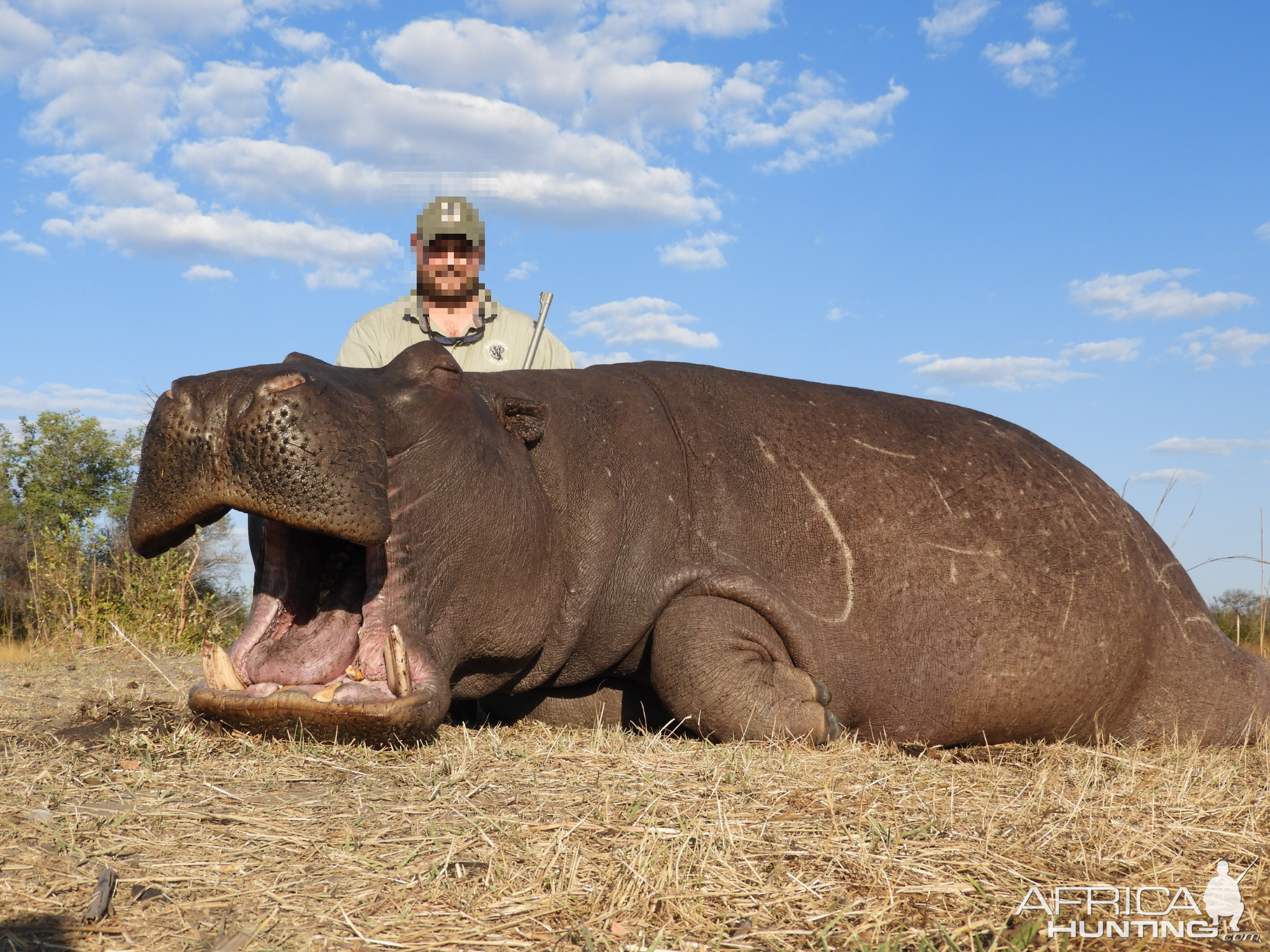 Hippo Hunting Namibia