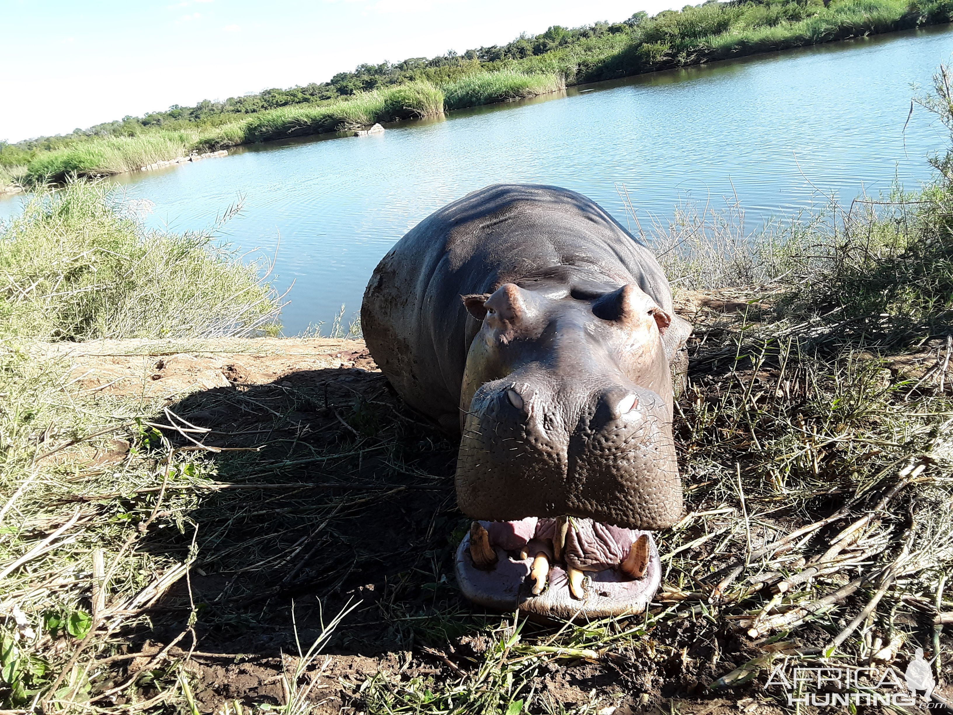 Hippo Hunting South Africa