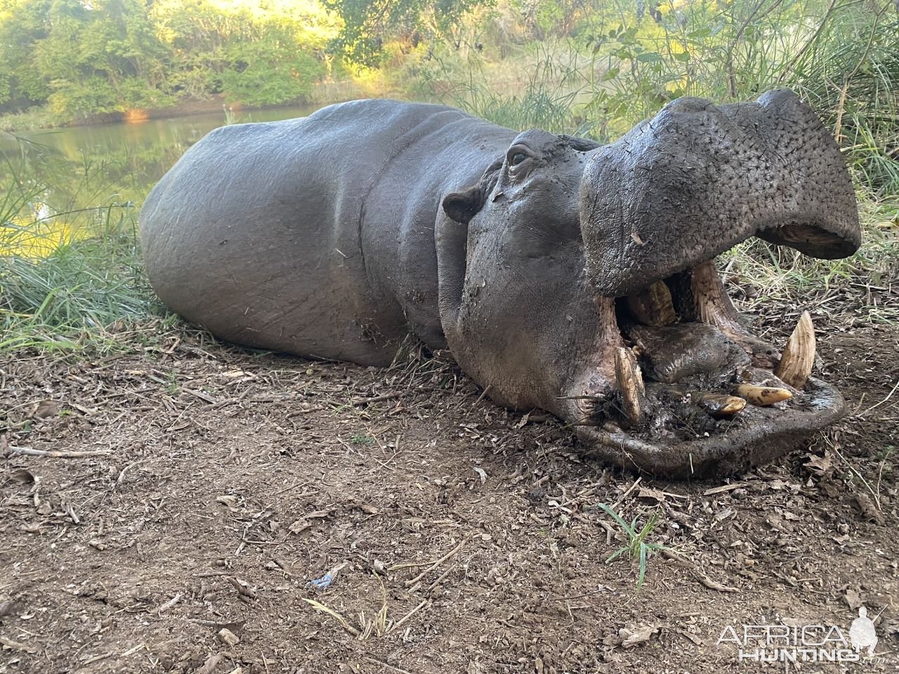 Hippo Hunting South Africa