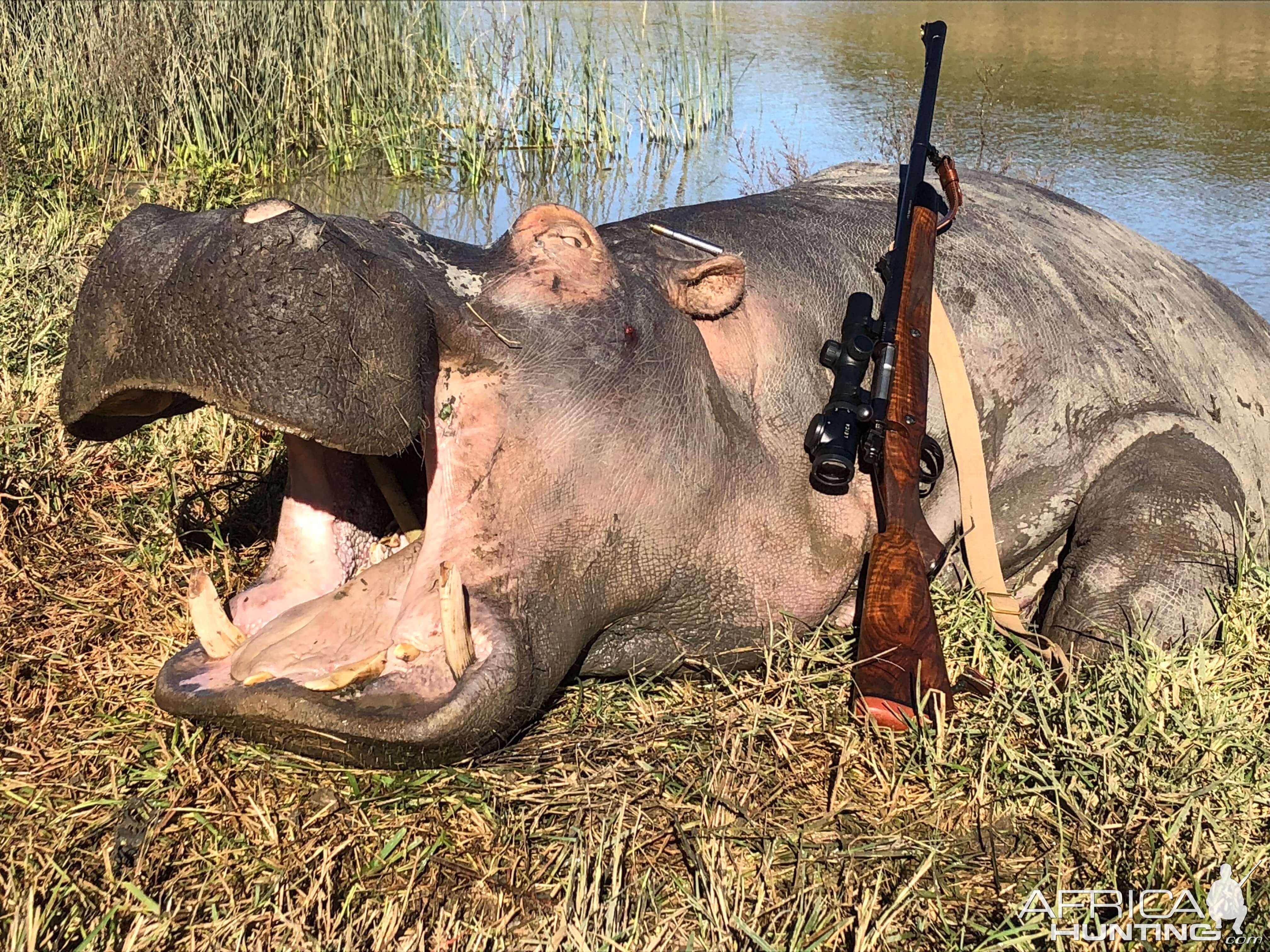 Hippo Hunting South Africa