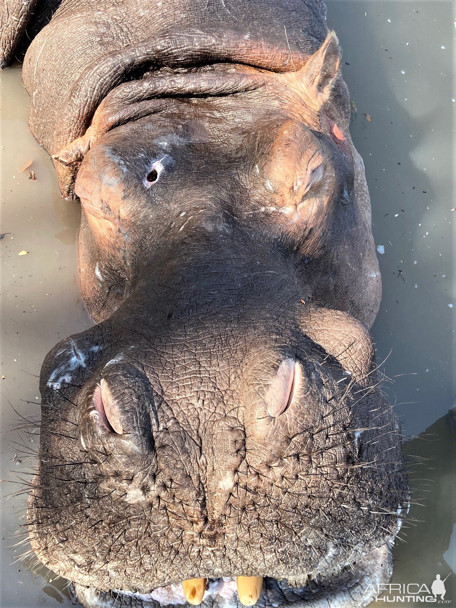 Hippo Hunting Tanzania