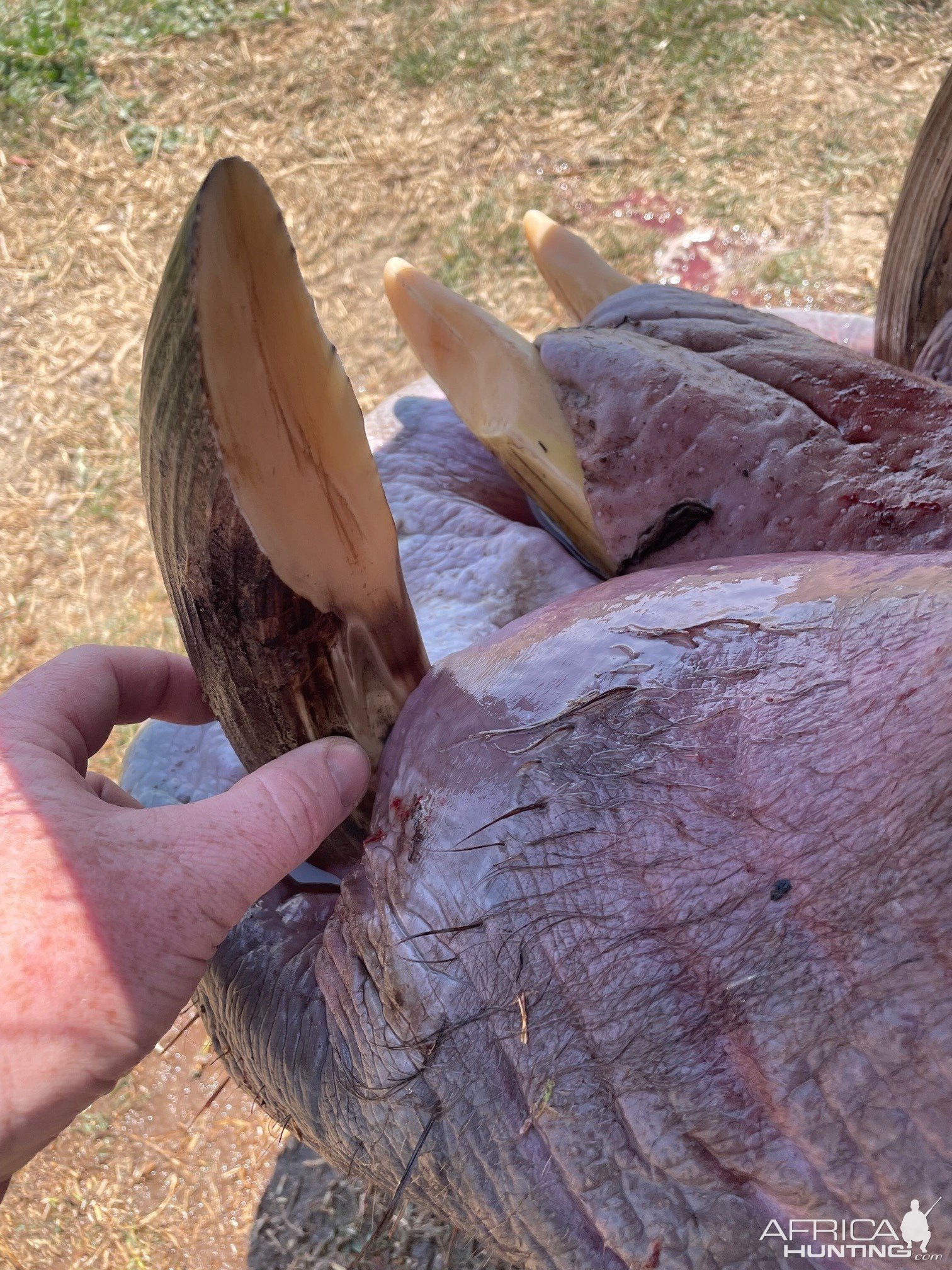 Hippo Hunting Zimbabwe