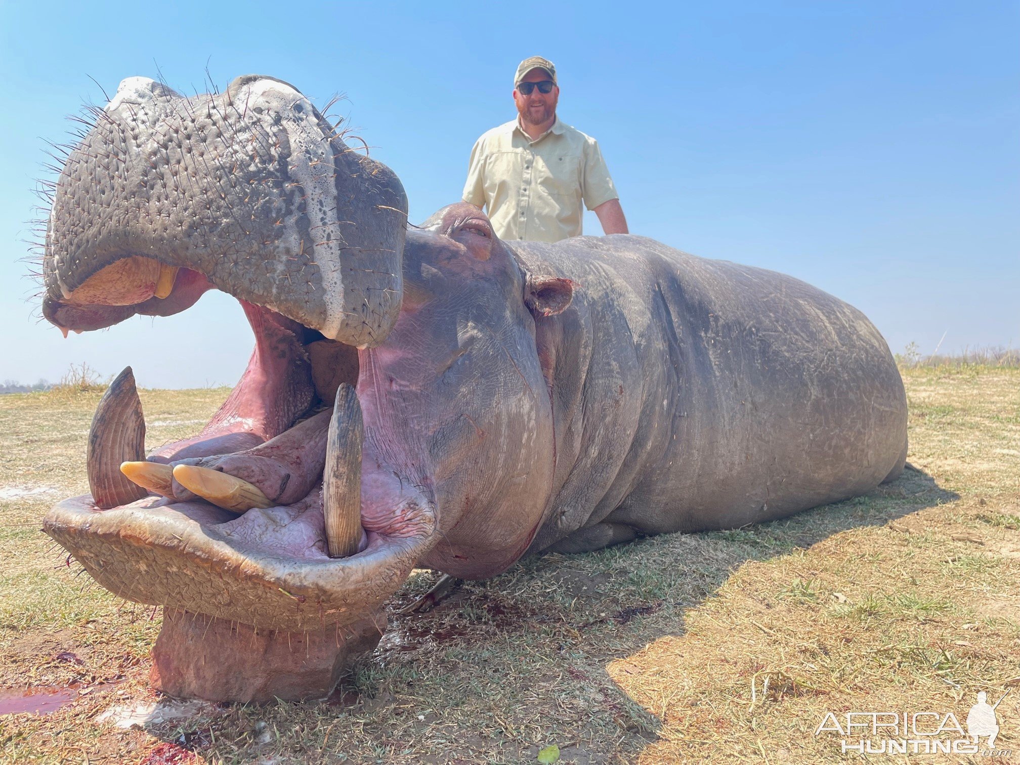 Hippo Hunting Zimbabwe