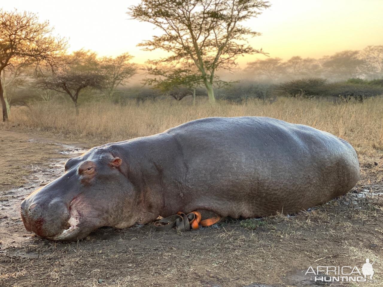 Hippo Hunting