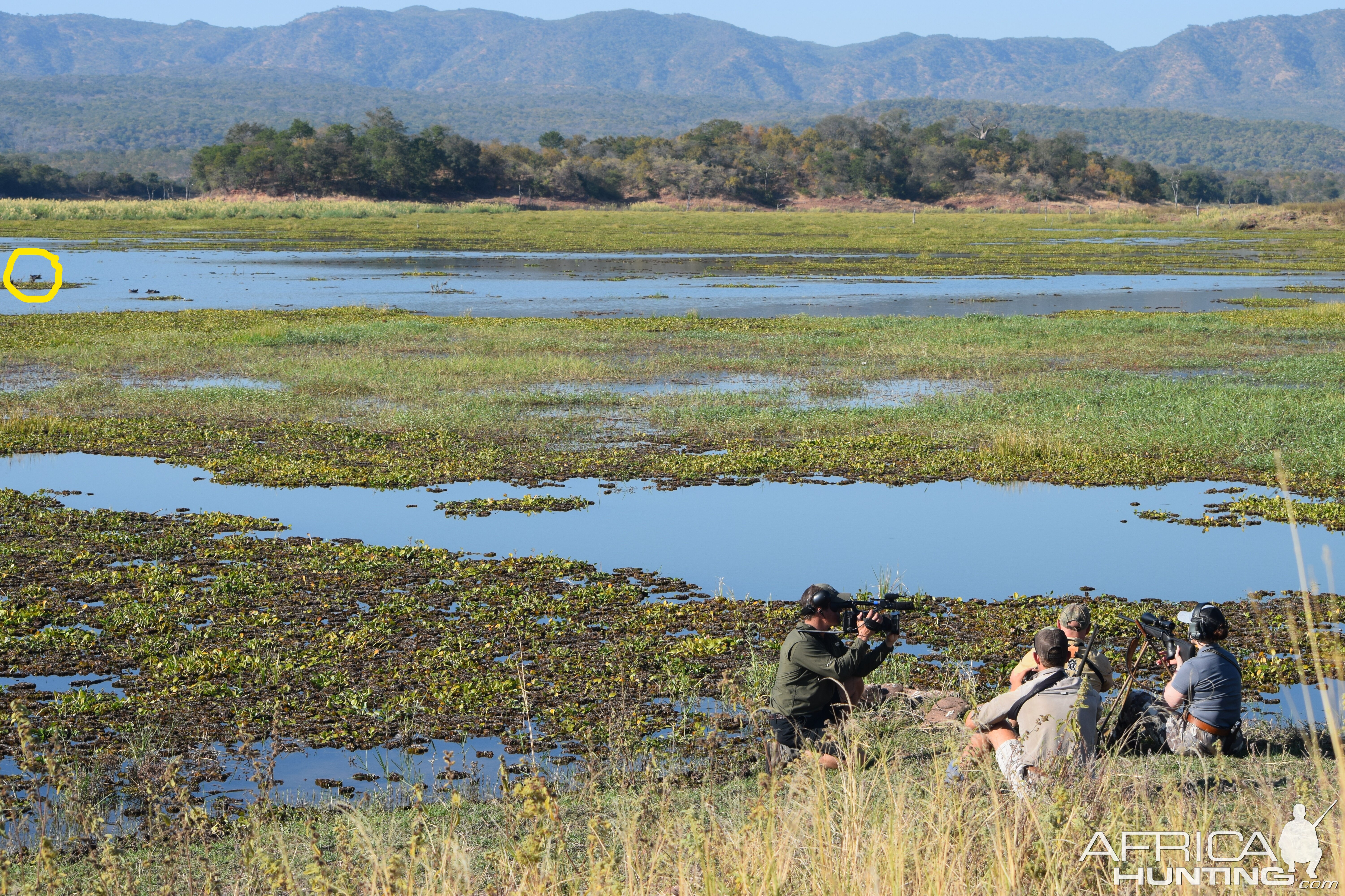 Hippo In Sight Zimbabwe