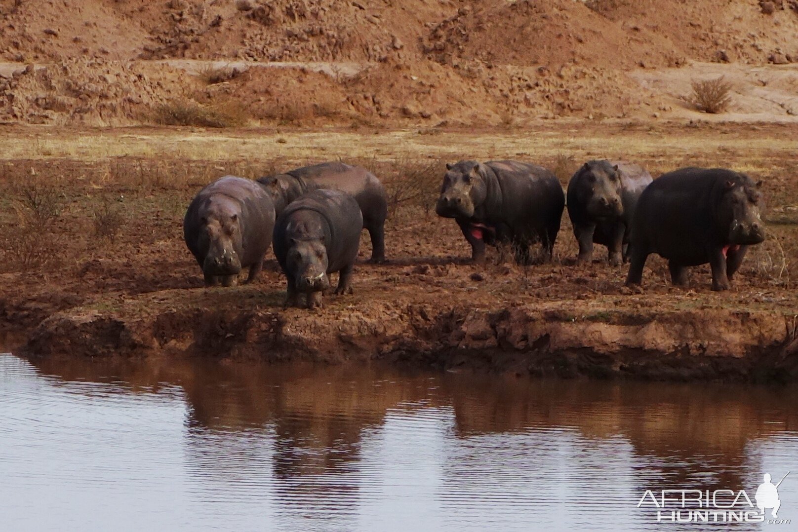 Hippo in South Africa