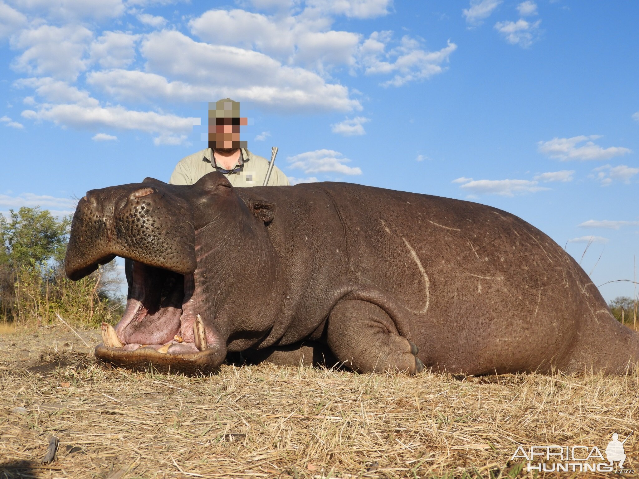 Hippo Non-exportable Hunting