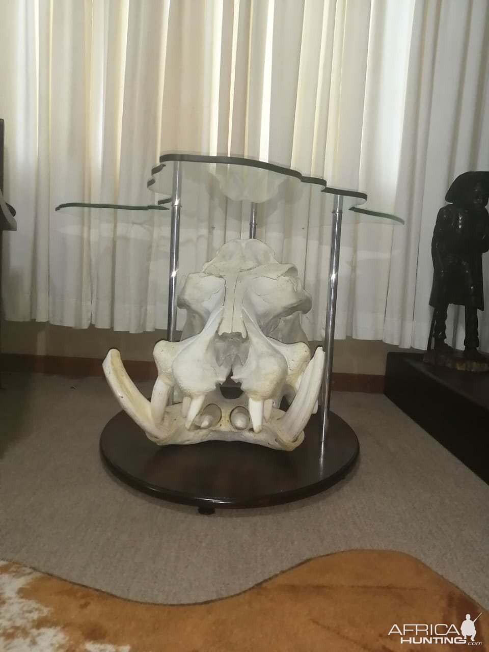 Hippo Skull Coffee Table Taxidermy