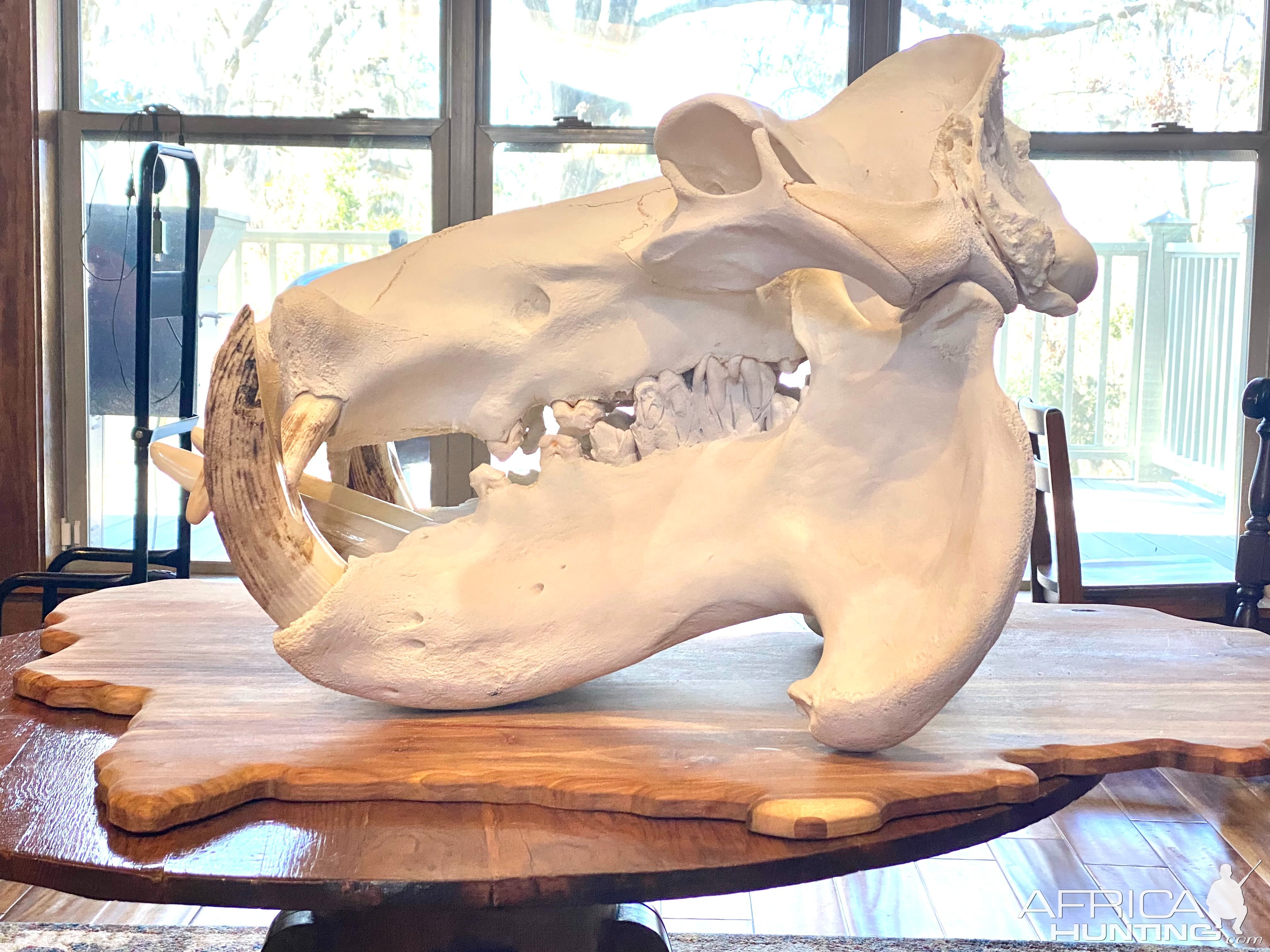 Hippo Skull