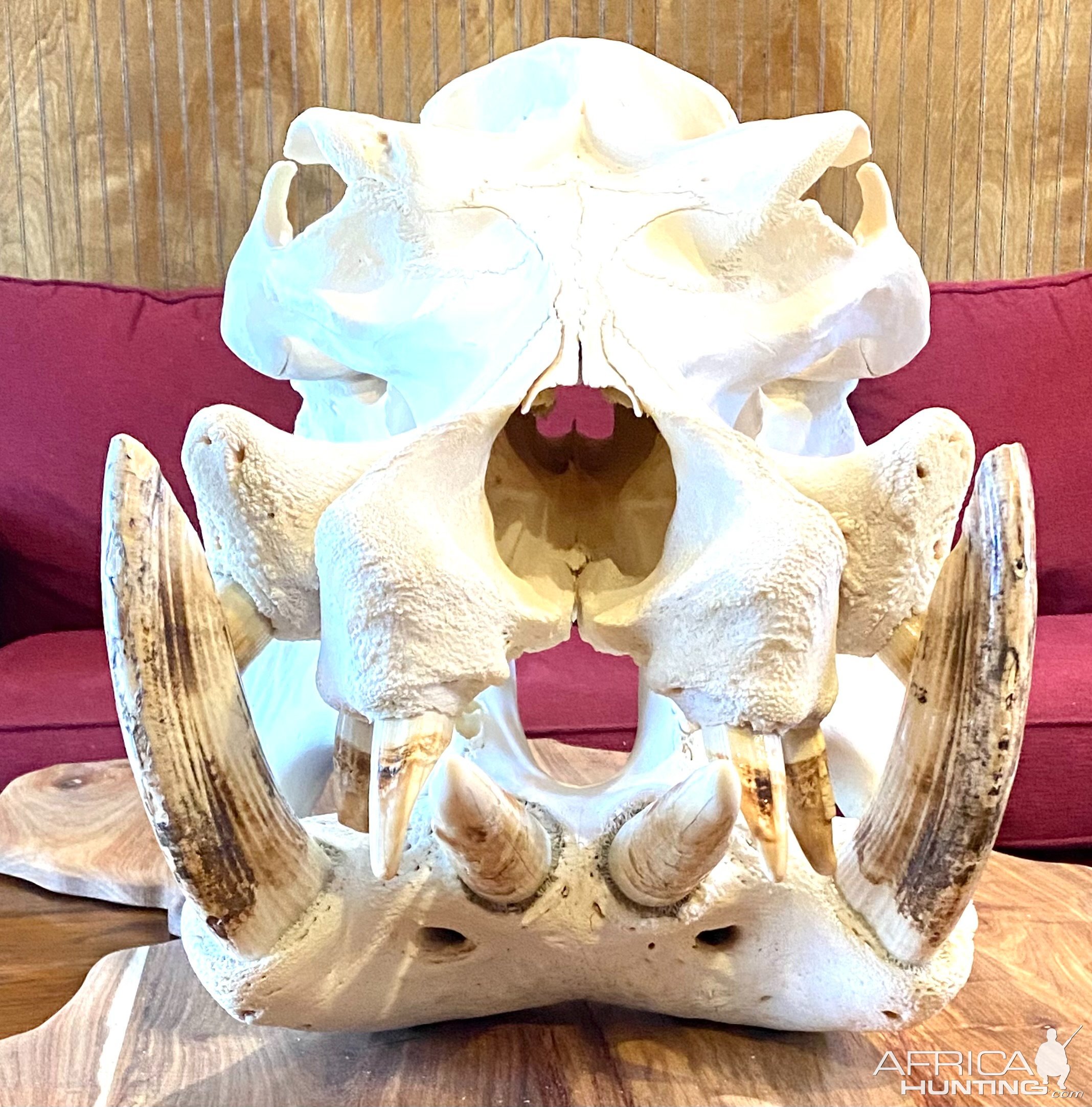 Hippo Skull