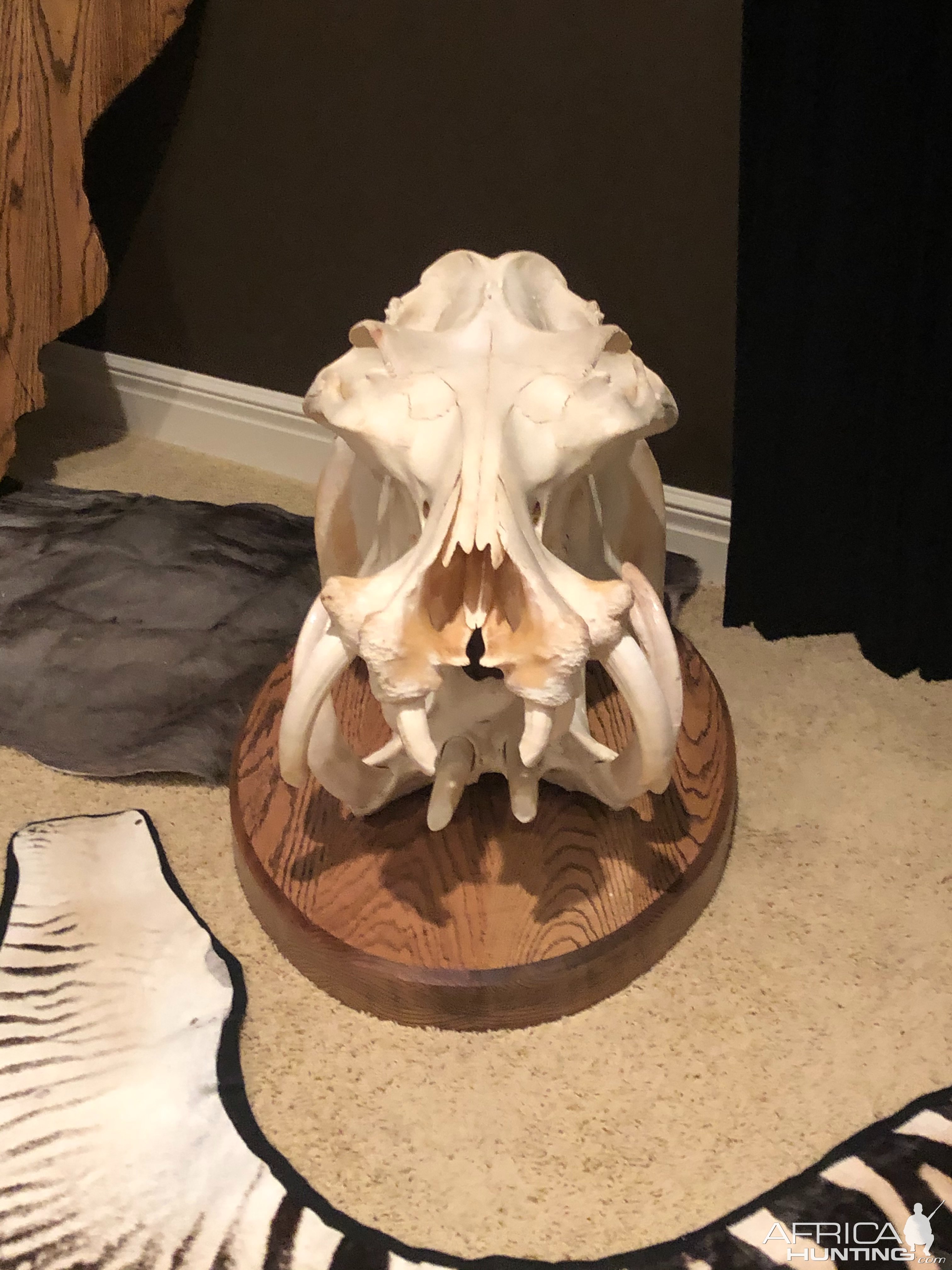 Hippo Skull