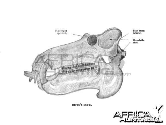 Hippo Skull | AfricaHunting.com