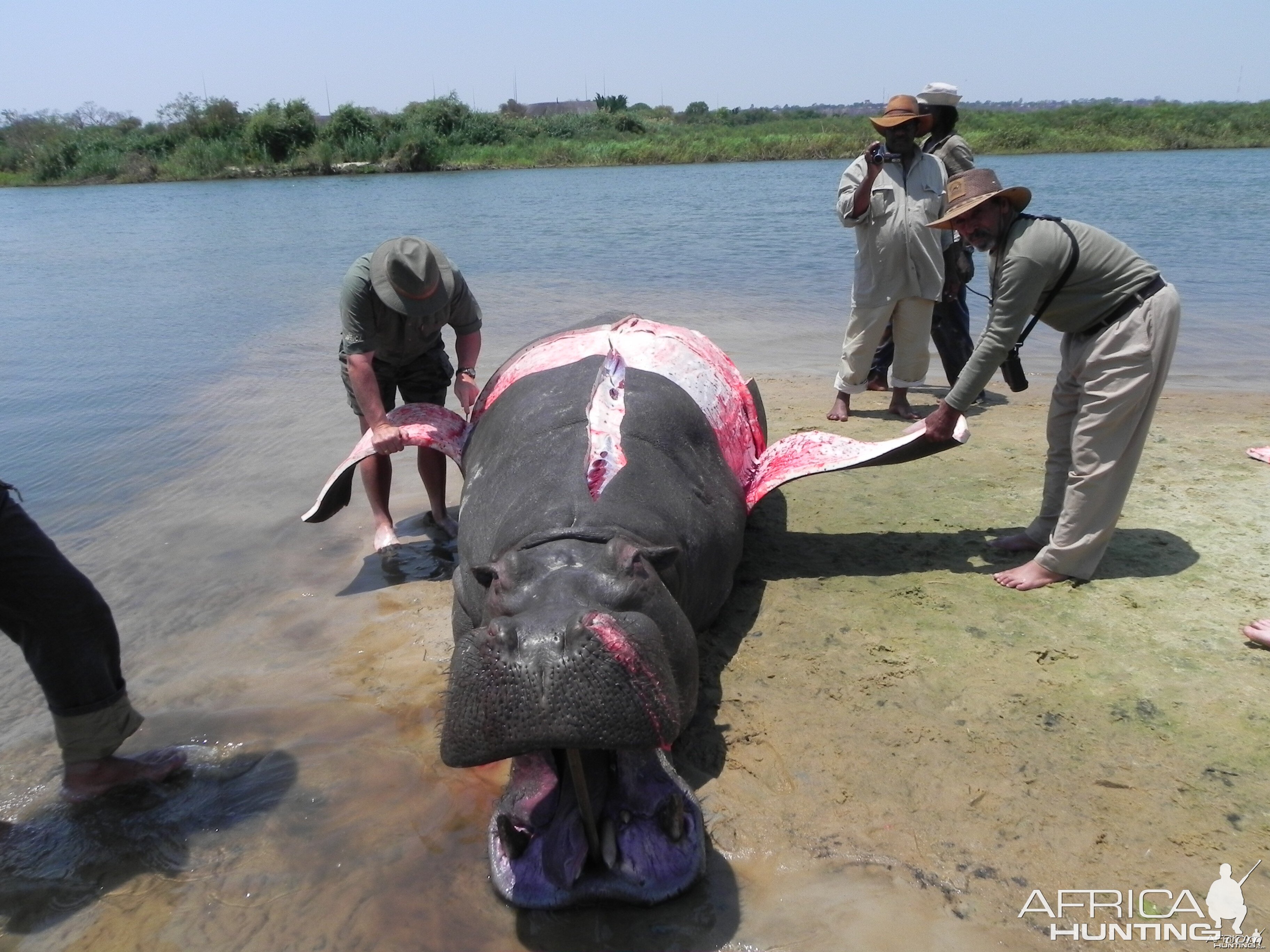 Hippo Slaughtering