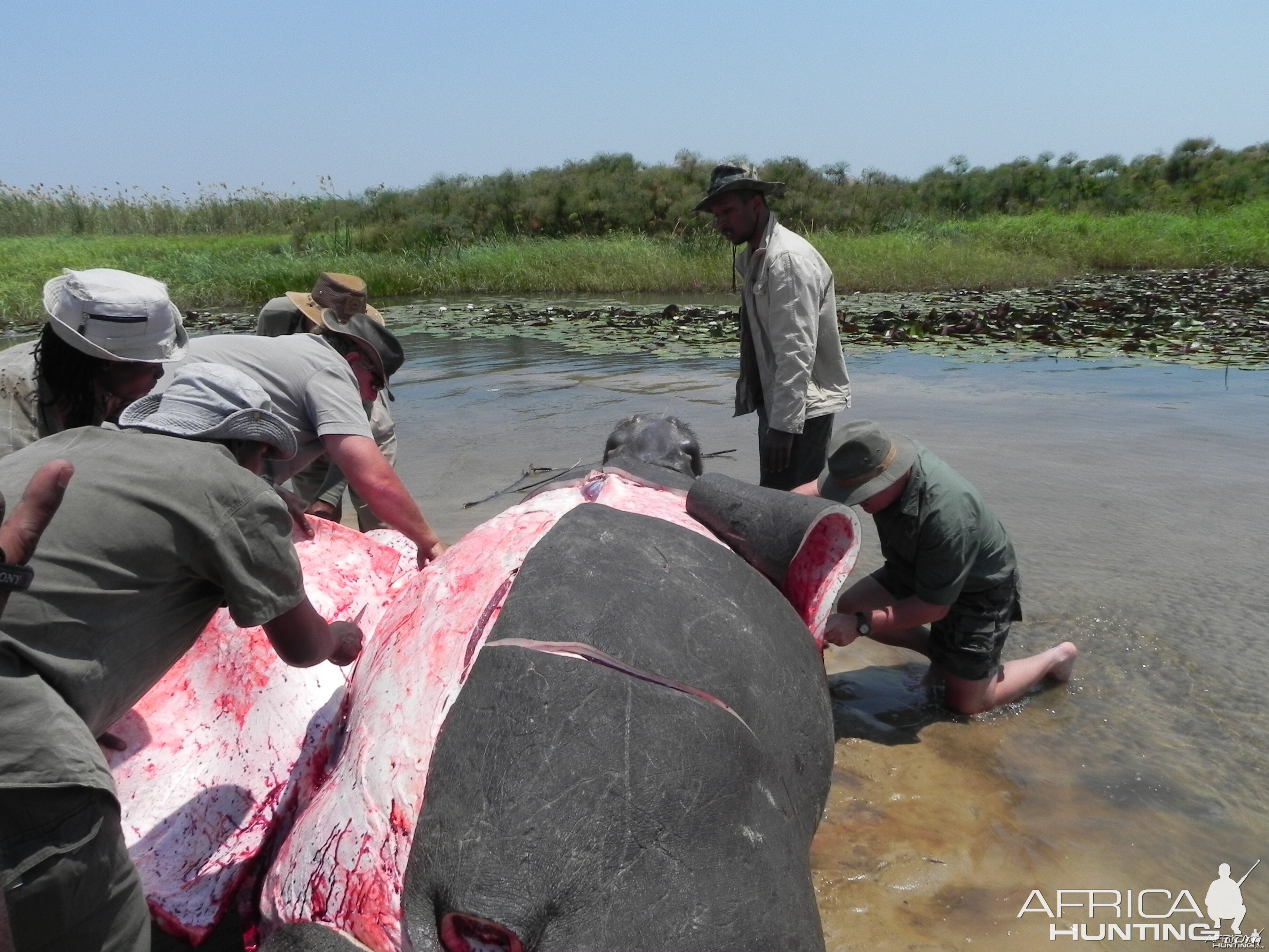 Hippo Slaughtering