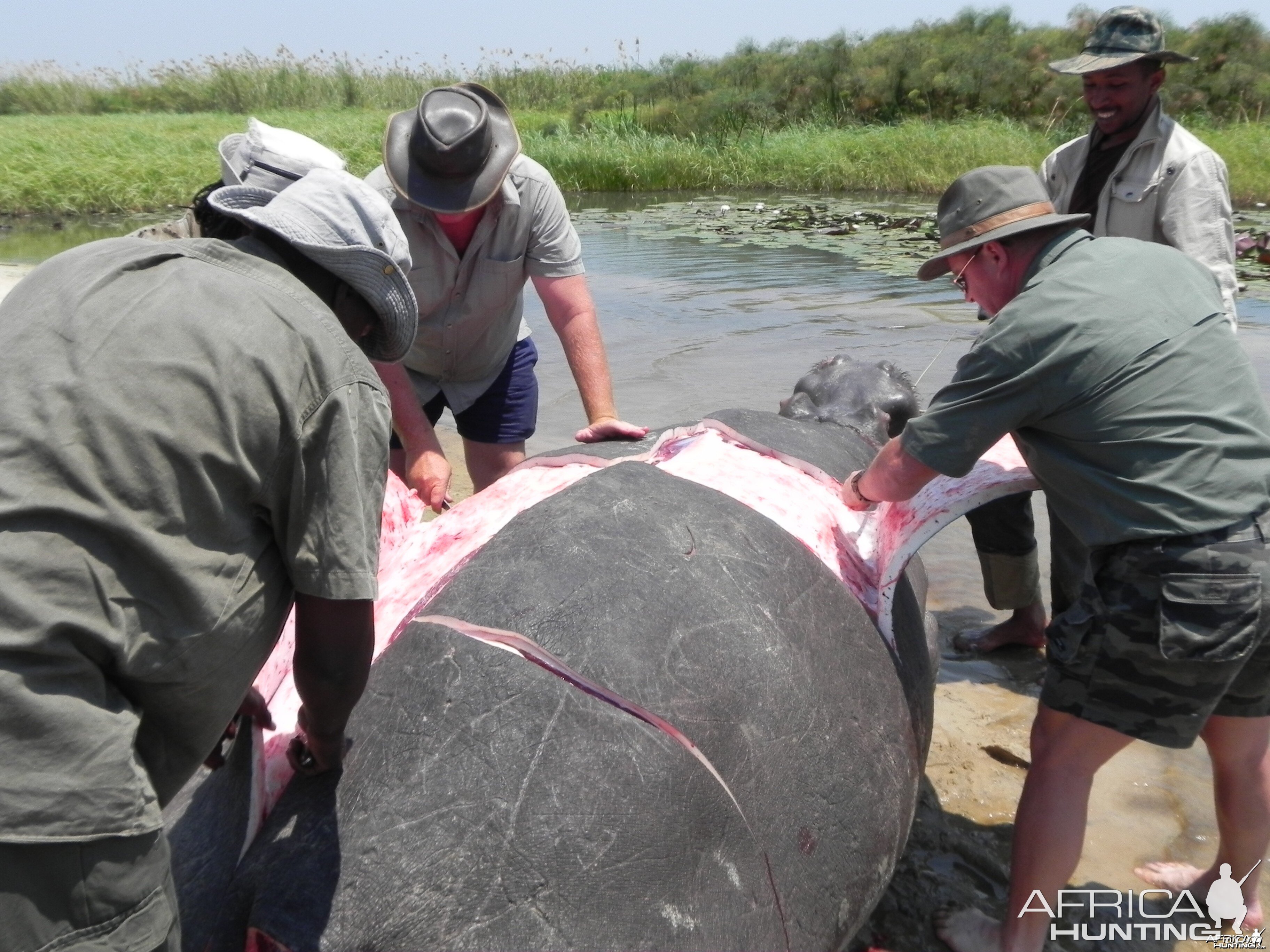 Hippo Slaughtering