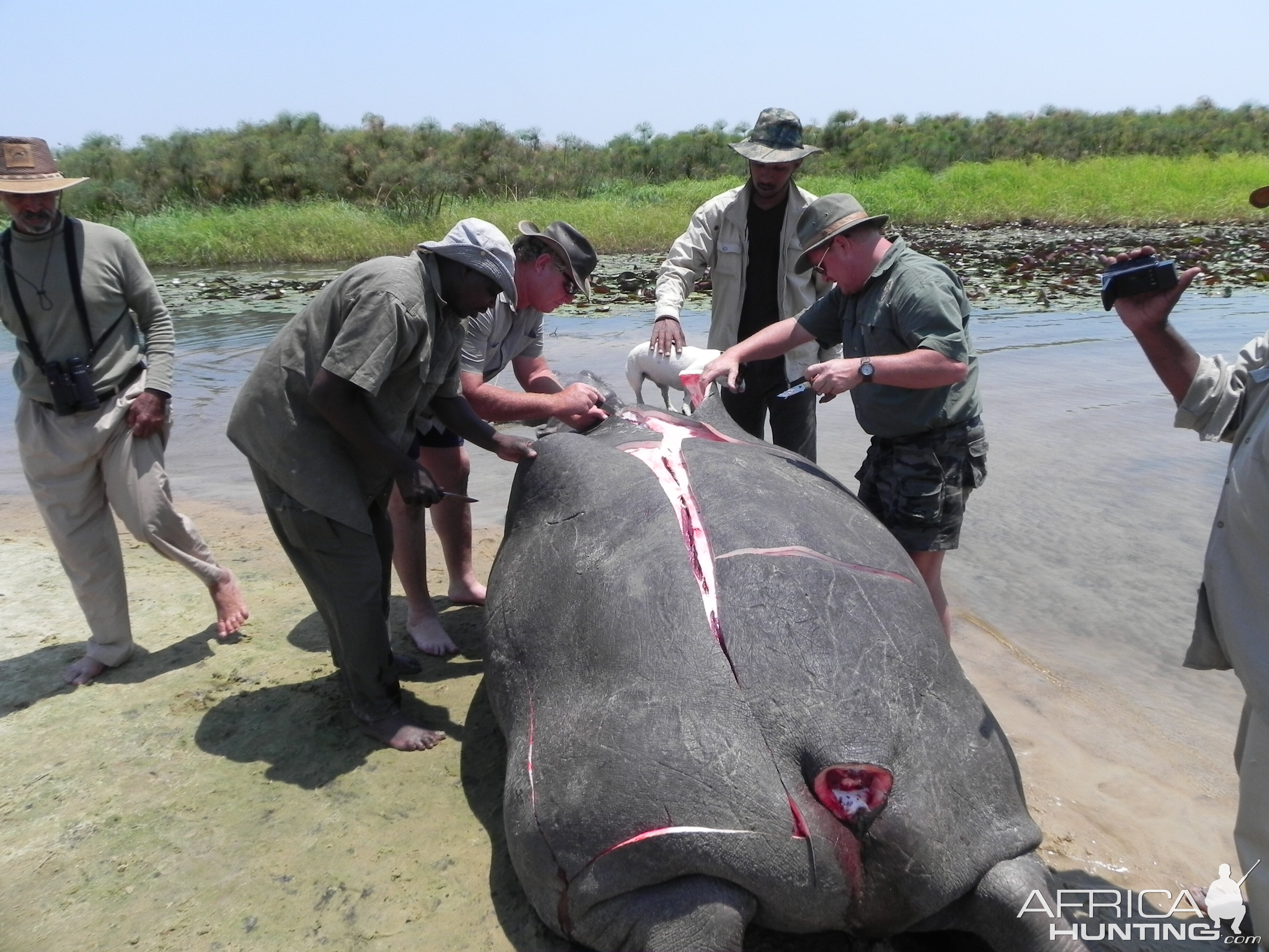 Hippo Slaughtering