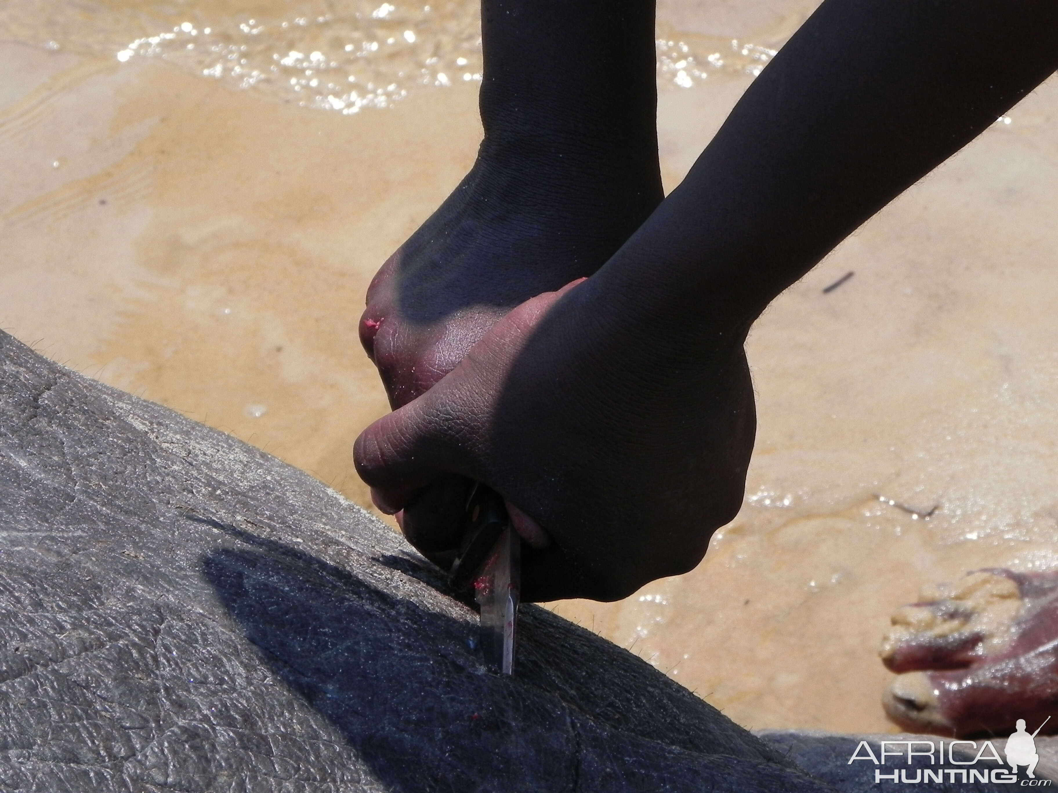 Hippo Slaughtering