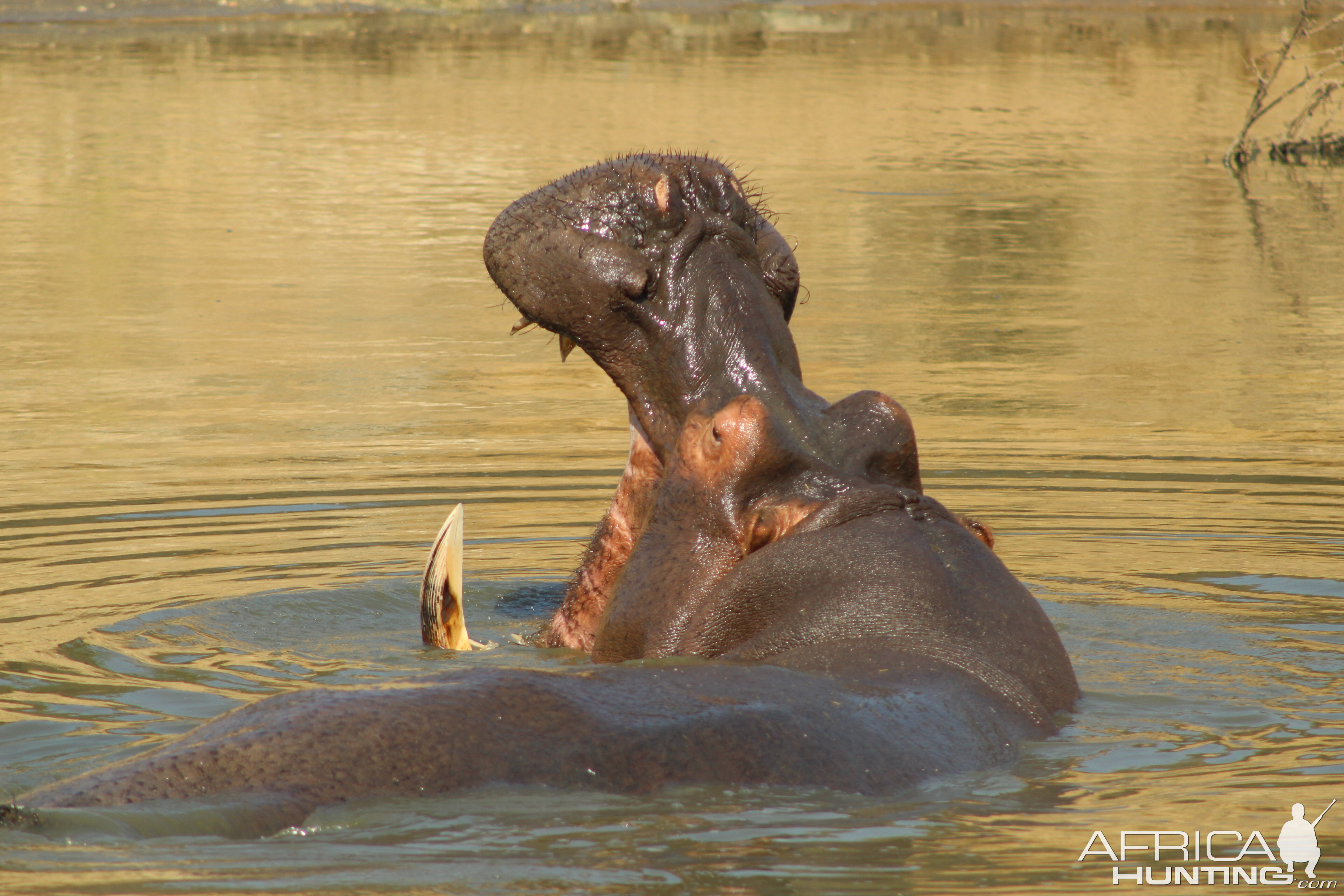 Hippo South Africa