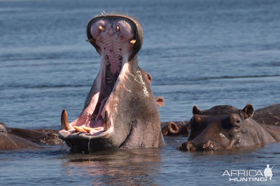 Hippo South Africa