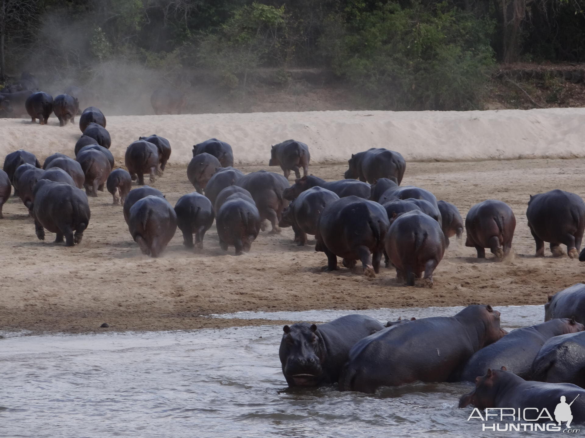 Hippo Tanzania