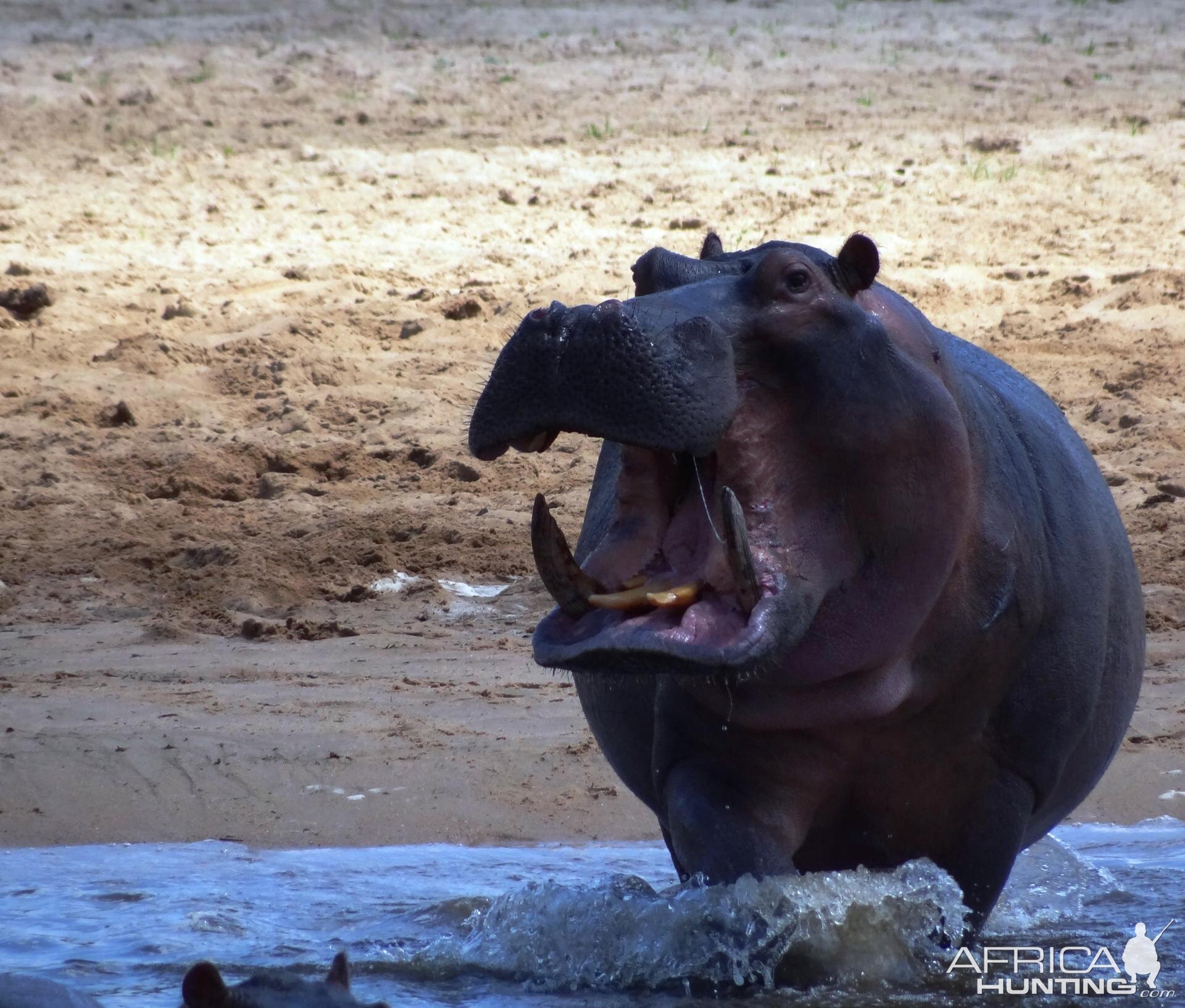 Hippo Tanzania