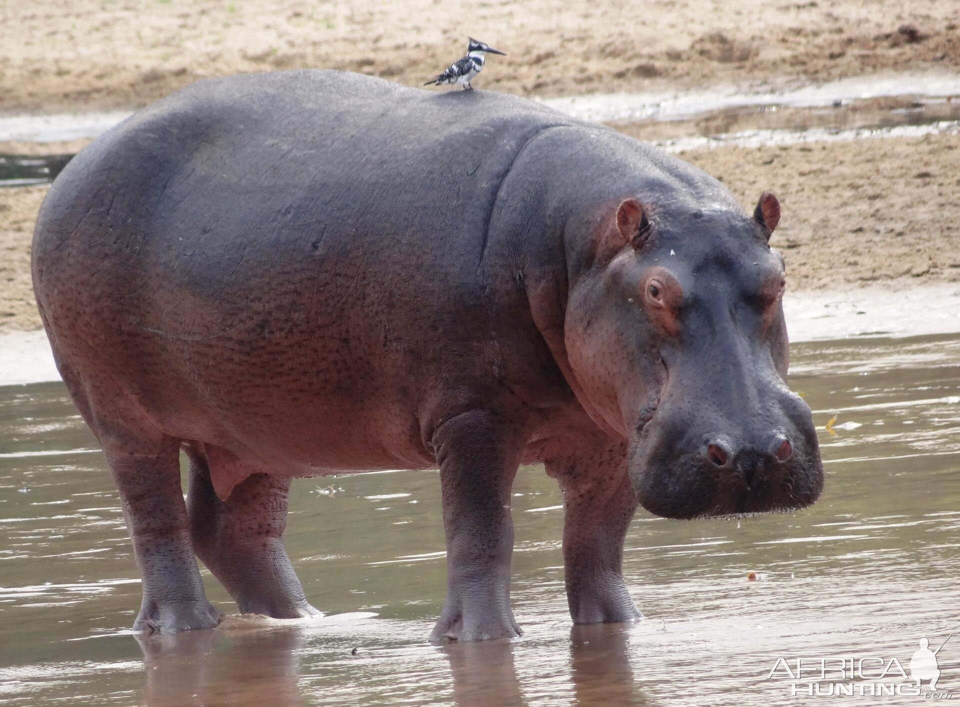 Hippo Tanzania