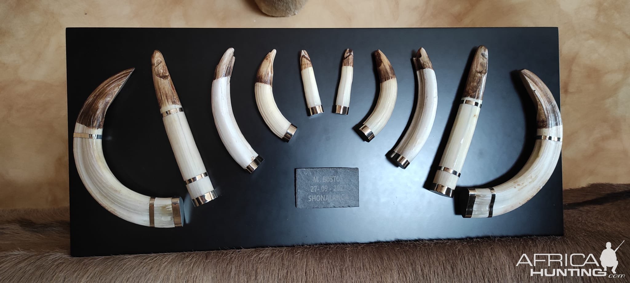 Hippo Teeth Display